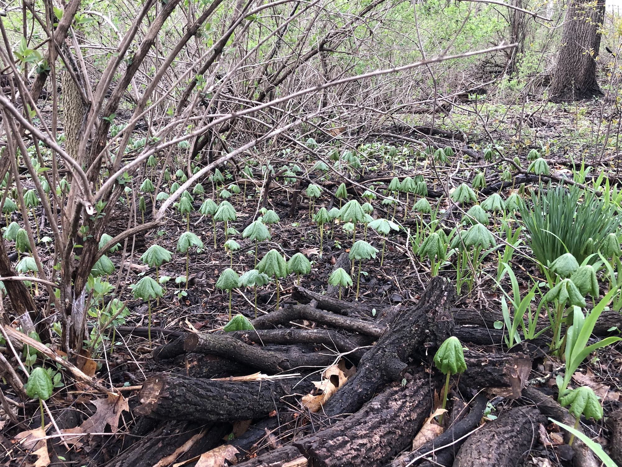 Mayapple in woods between Marion Dunn and Duck Pond on April 23, 2019.