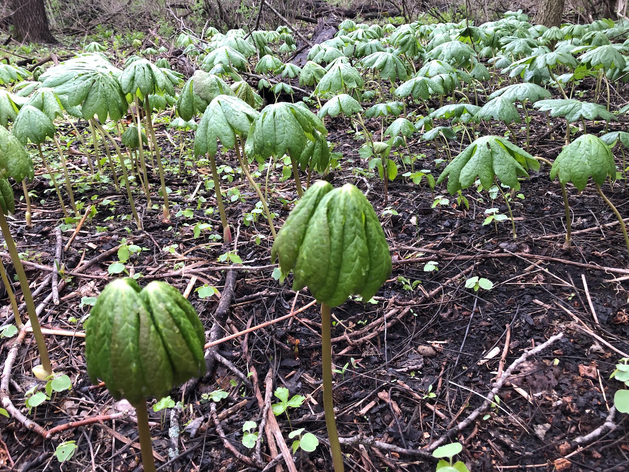 Mayapple in woods between Marion Dunn and Duck Pond on April 30, 2019.