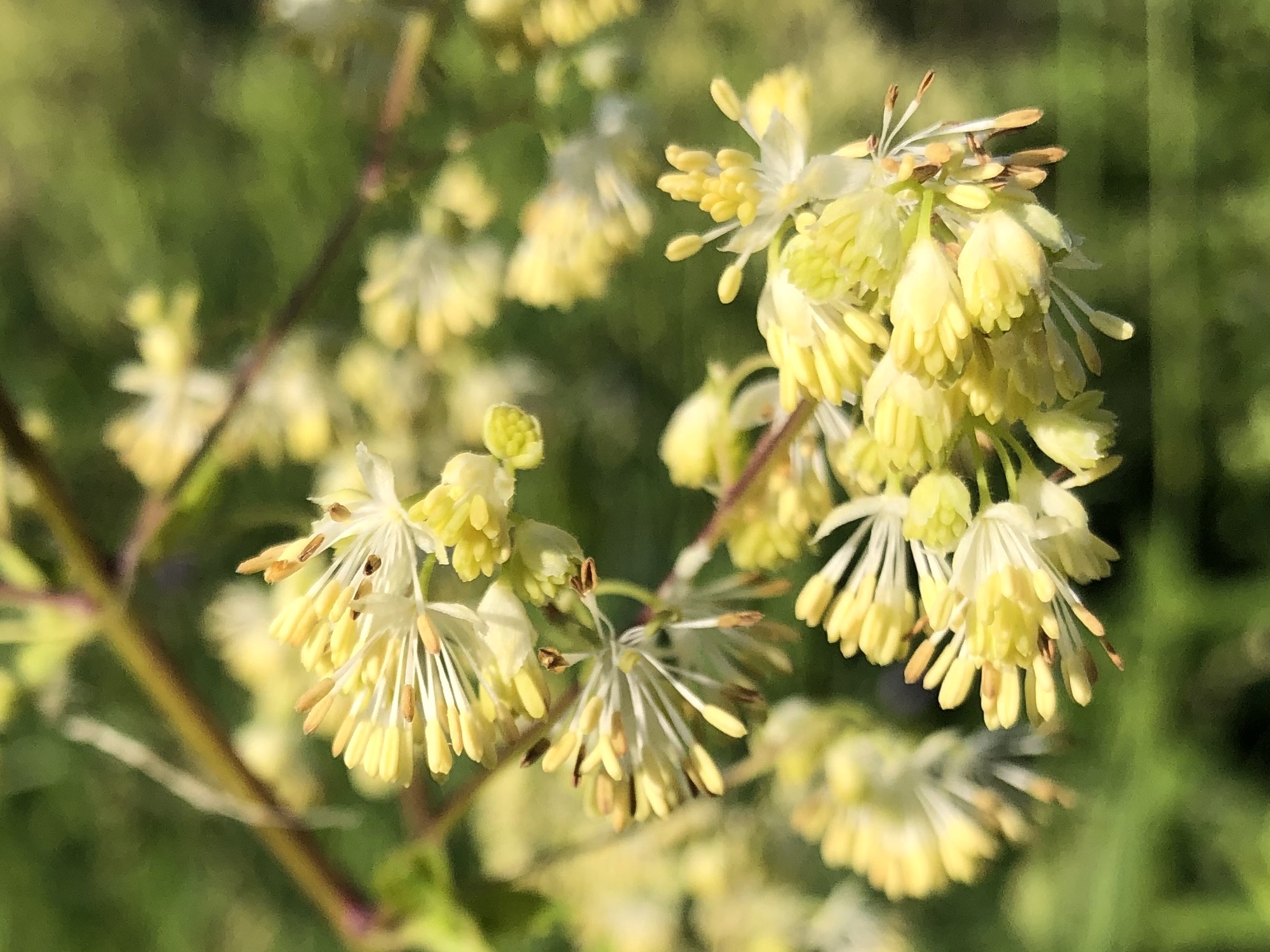 Tall Meadow-rue male flowers on shore of Marion Dunn Pond on June 16, 2020.