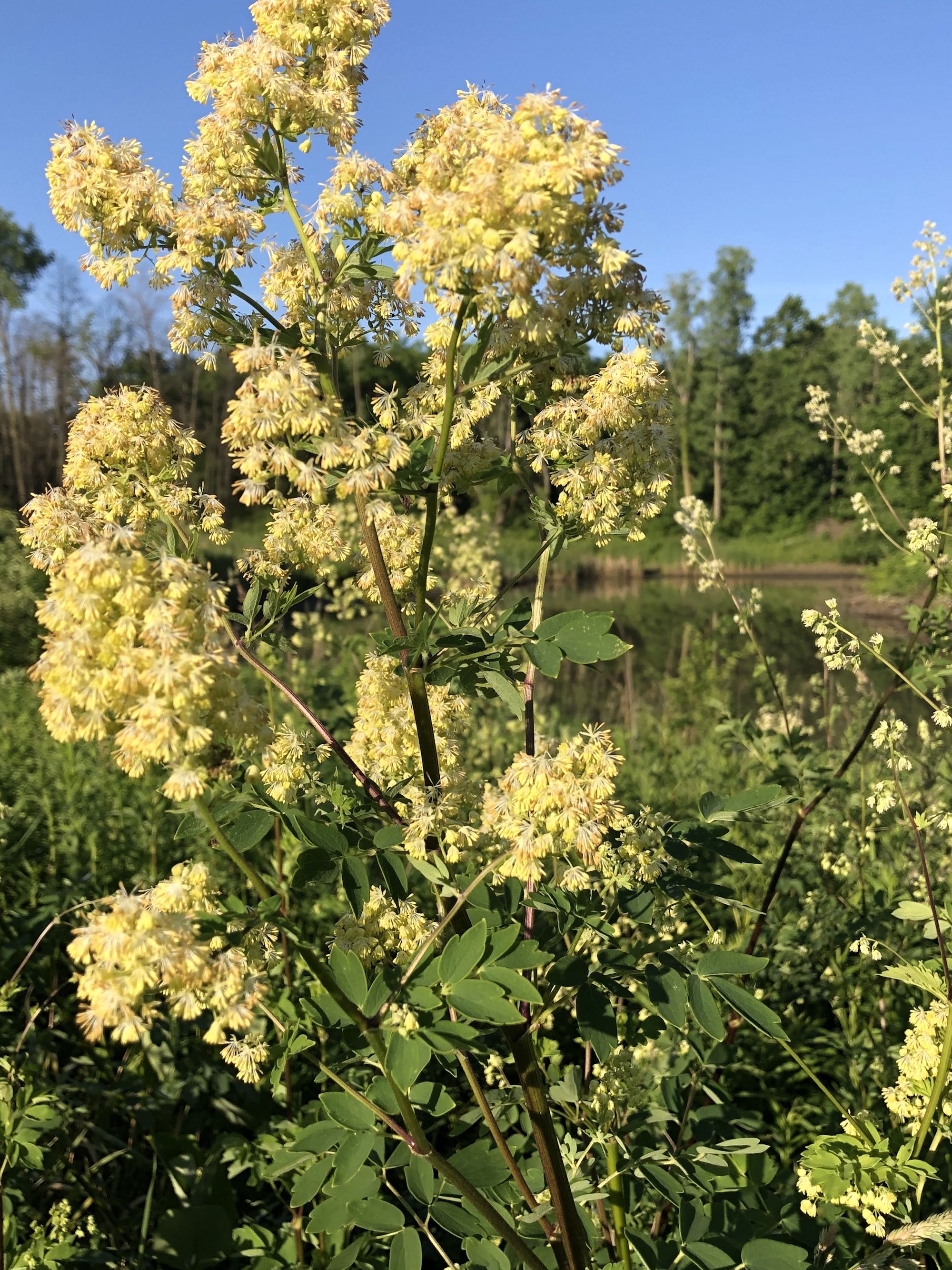 Tall Meadow-rue on shore of Marion Dunn Pond on June 16, 2020.