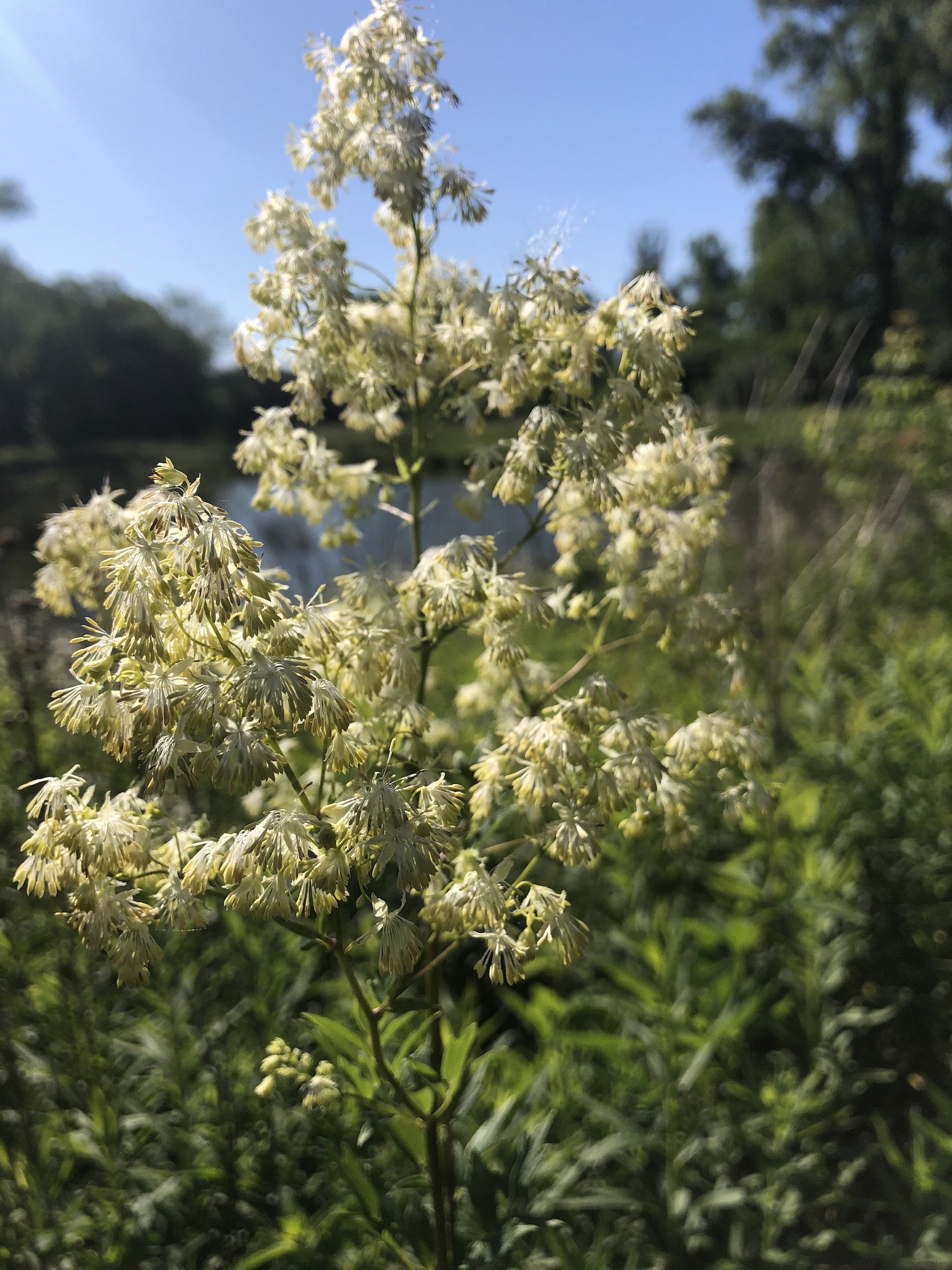 Tall Meadow-rue on shore of Retaining Pond on June 14, 2020.
