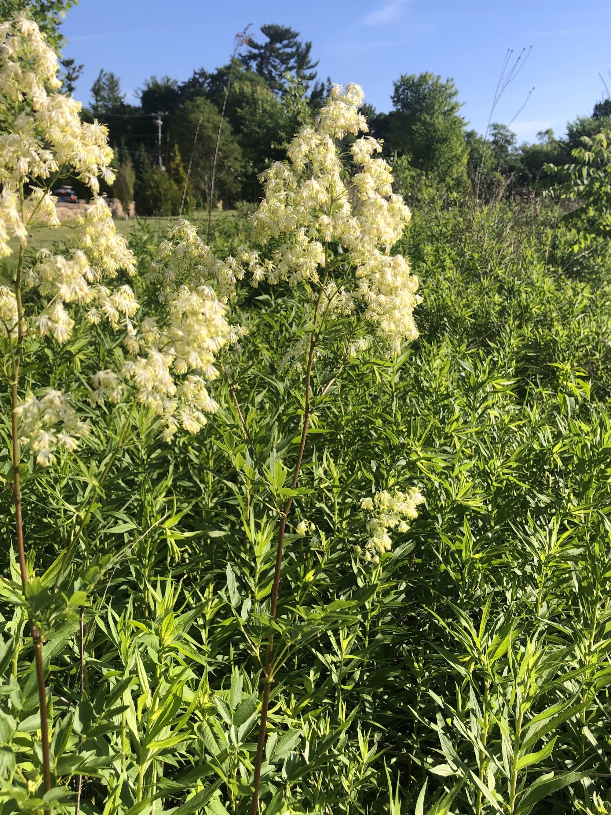 Tall Meadow-rue on shore of Retaining Pond on June 15, 2020.