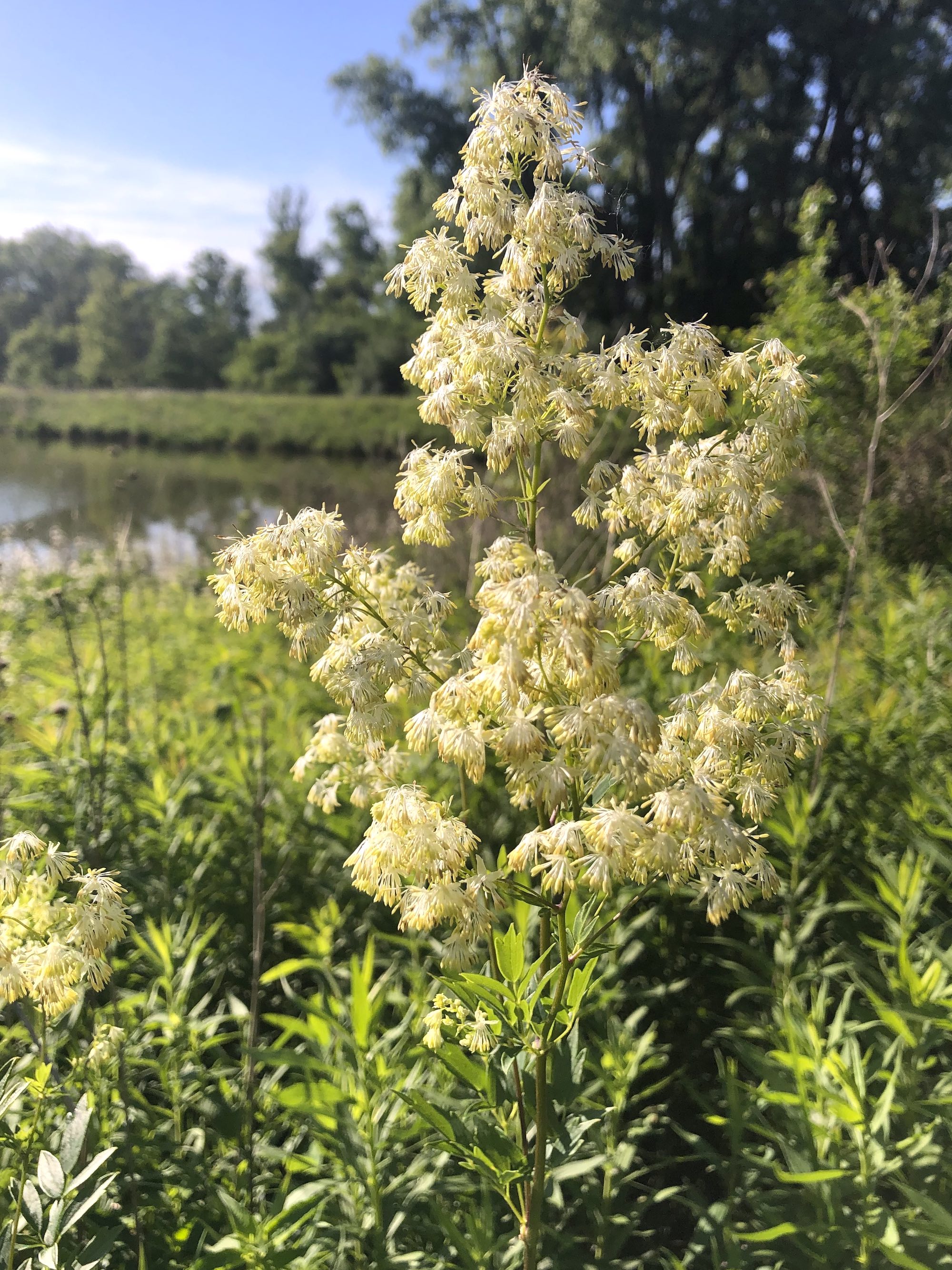 Tall Meadow-rue on shore of Retaining Pond on June15, 2020.