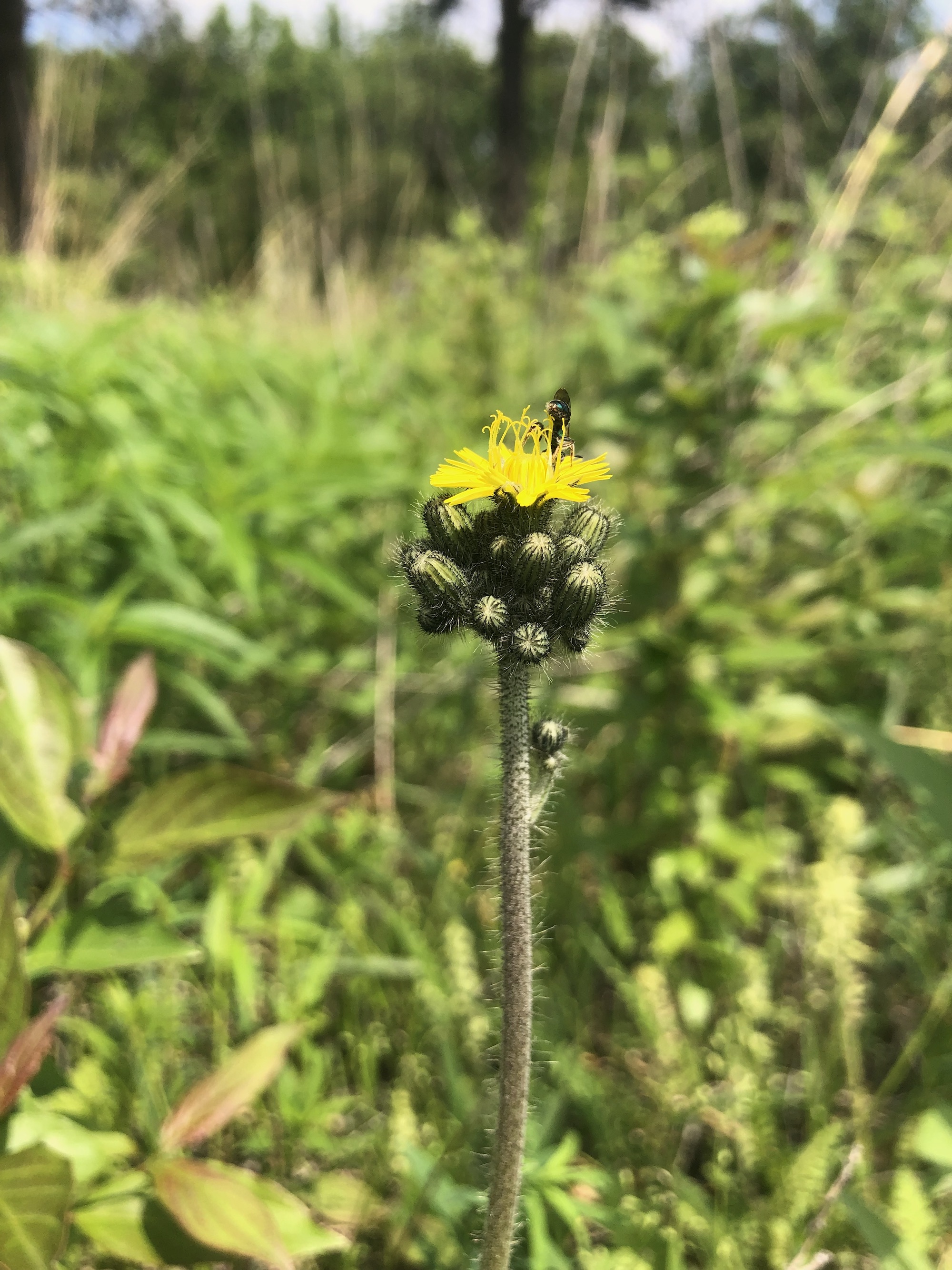 Meadow Hawkweed leaves and stem in the Curtis Prairie in the University of Wisconsin-Madison Arboretum in Madison, Wisconsin on June 7, 2022.