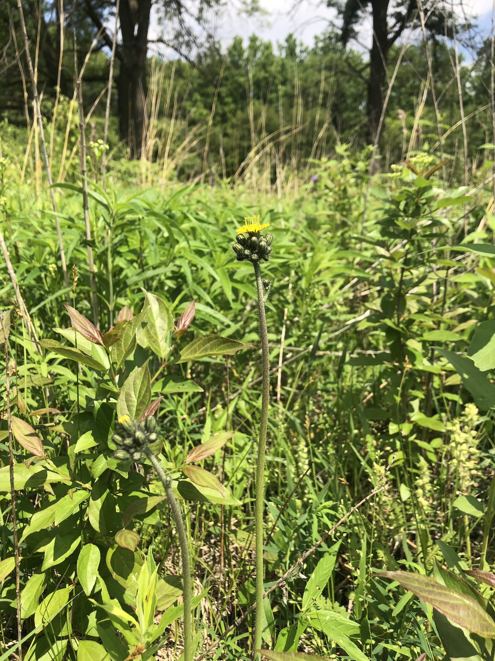 Meadow Hawkweed in the Curtis Prairie in the University of Wisconsin-Madison Arboretum in Madison, Wisconsin on June 7, 2022.