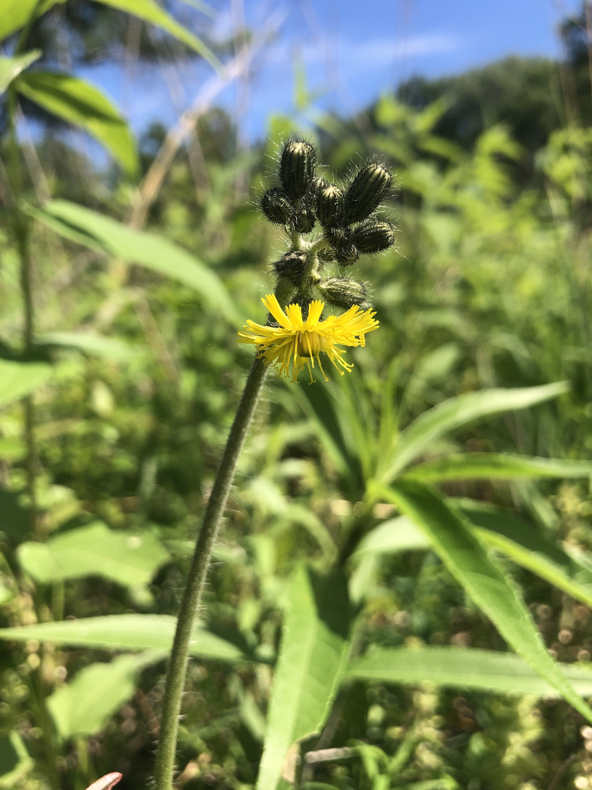 Meadow Hawkweed leaves and stem in the Curtis Prairie in the University of Wisconsin-Madison Arboretum in Madison, Wisconsin on June 9, 2022.