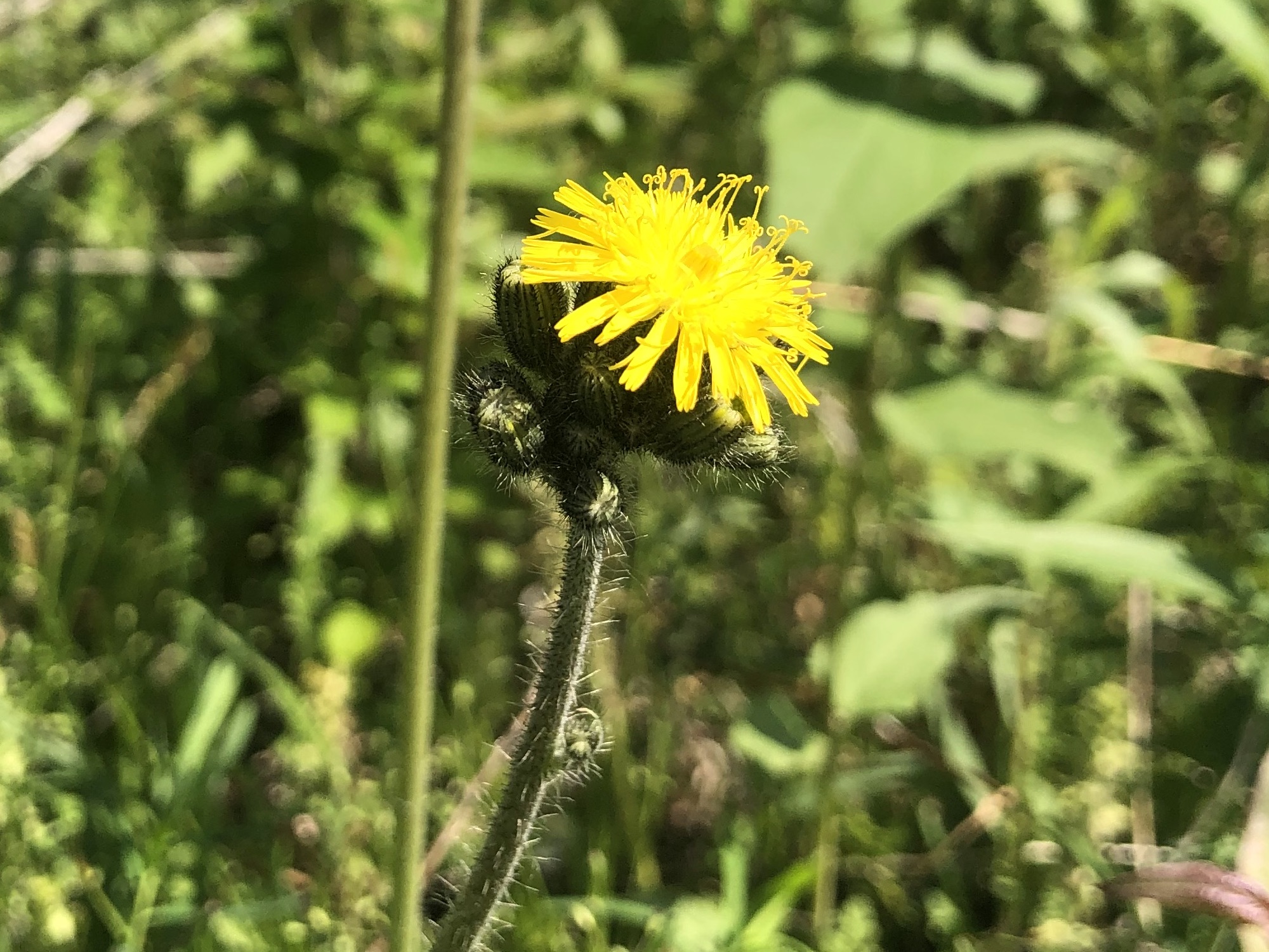 Meadow Hawkweed in the Curtis Prairie in the University of Wisconsin-Madison Arboretum in Madison, Wisconsin on June 9, 2022.