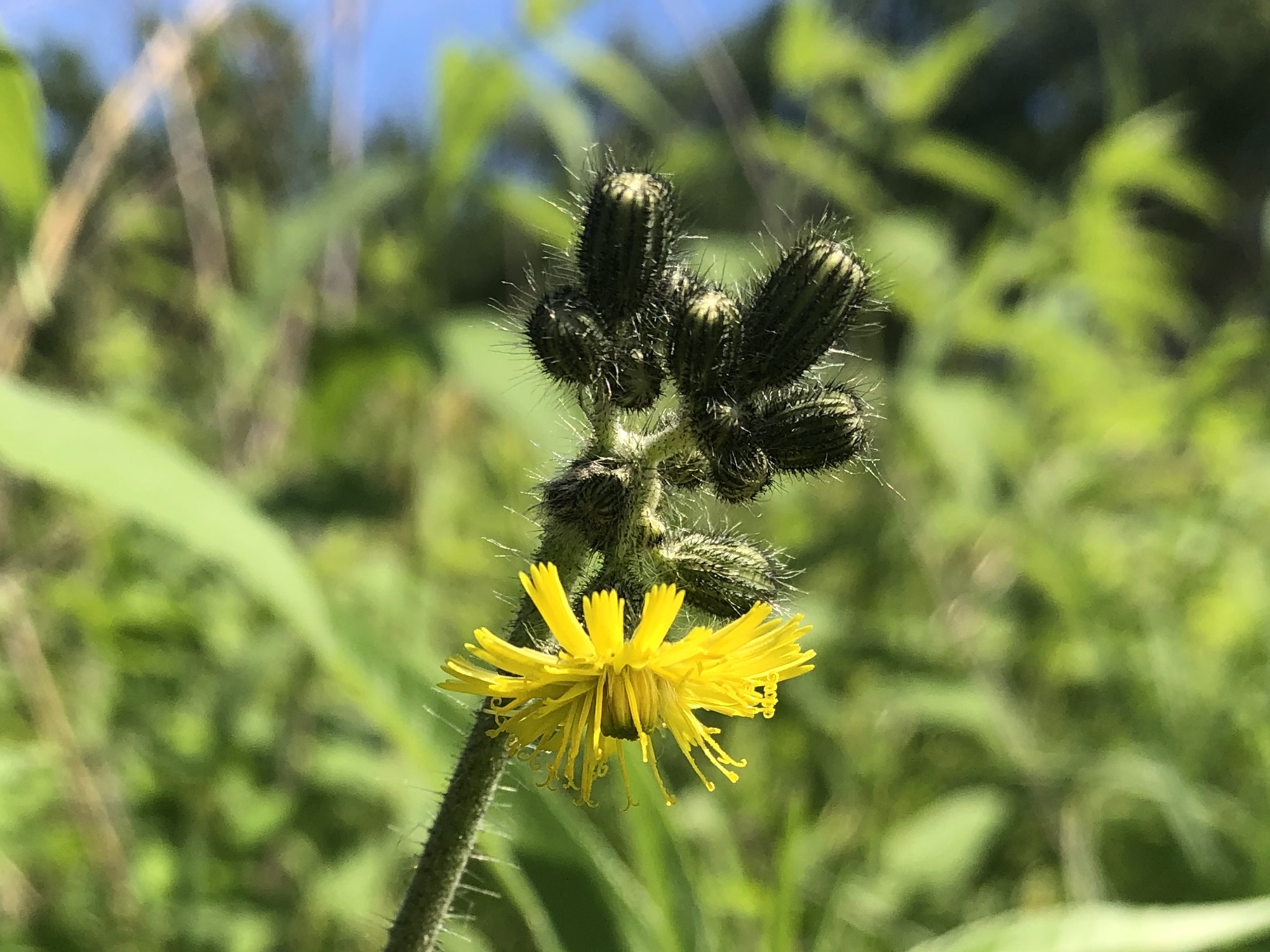 Meadow Hawkweed in the Curtis Prairie in the University of Wisconsin-Madison Arboretum in Madison, Wisconsin on June 9, 2022.