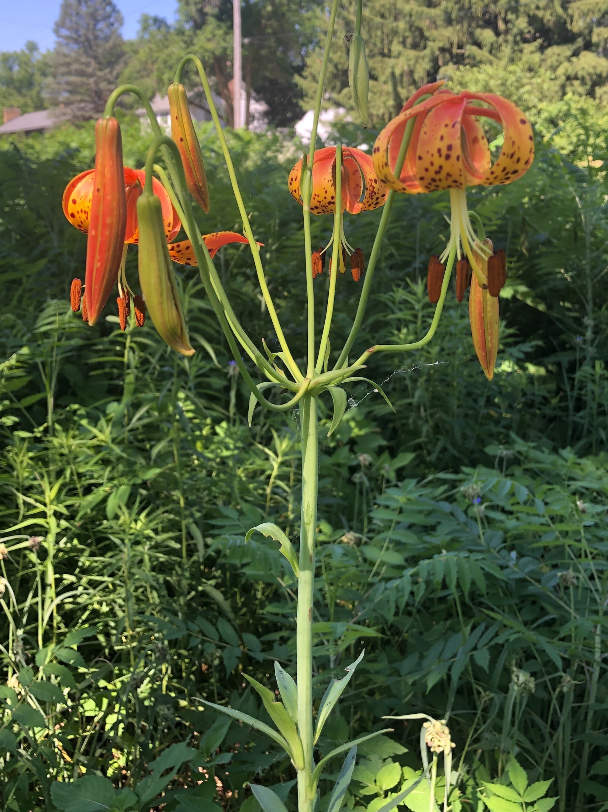 Michigan Lily in Oak Savanna in Madison, Wisconsin on July 4, 2020.