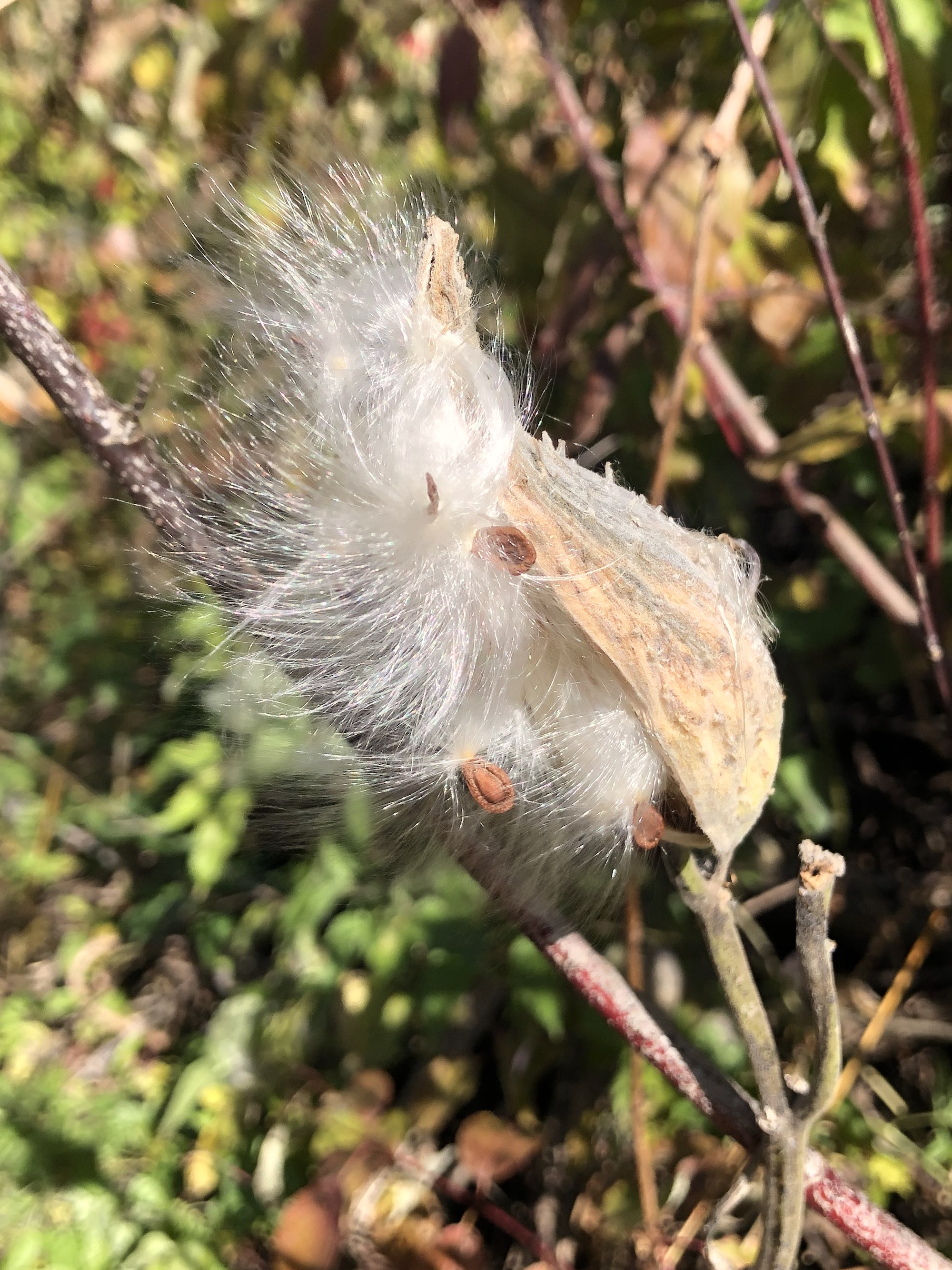 Common Milkweed on shore of Marion Dunn Pond on October 15, 2022.