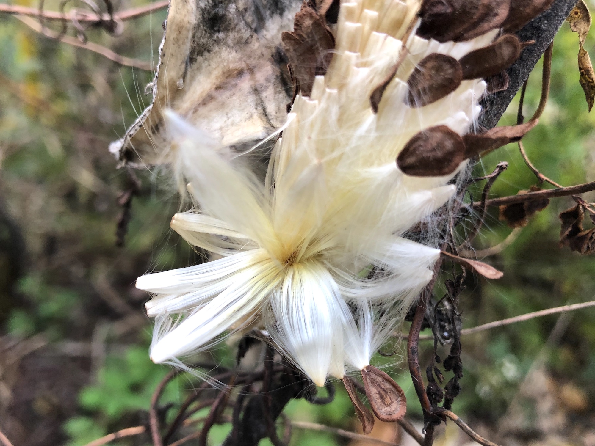Common Milkweed by Wingra Boats on October 17, 2019.