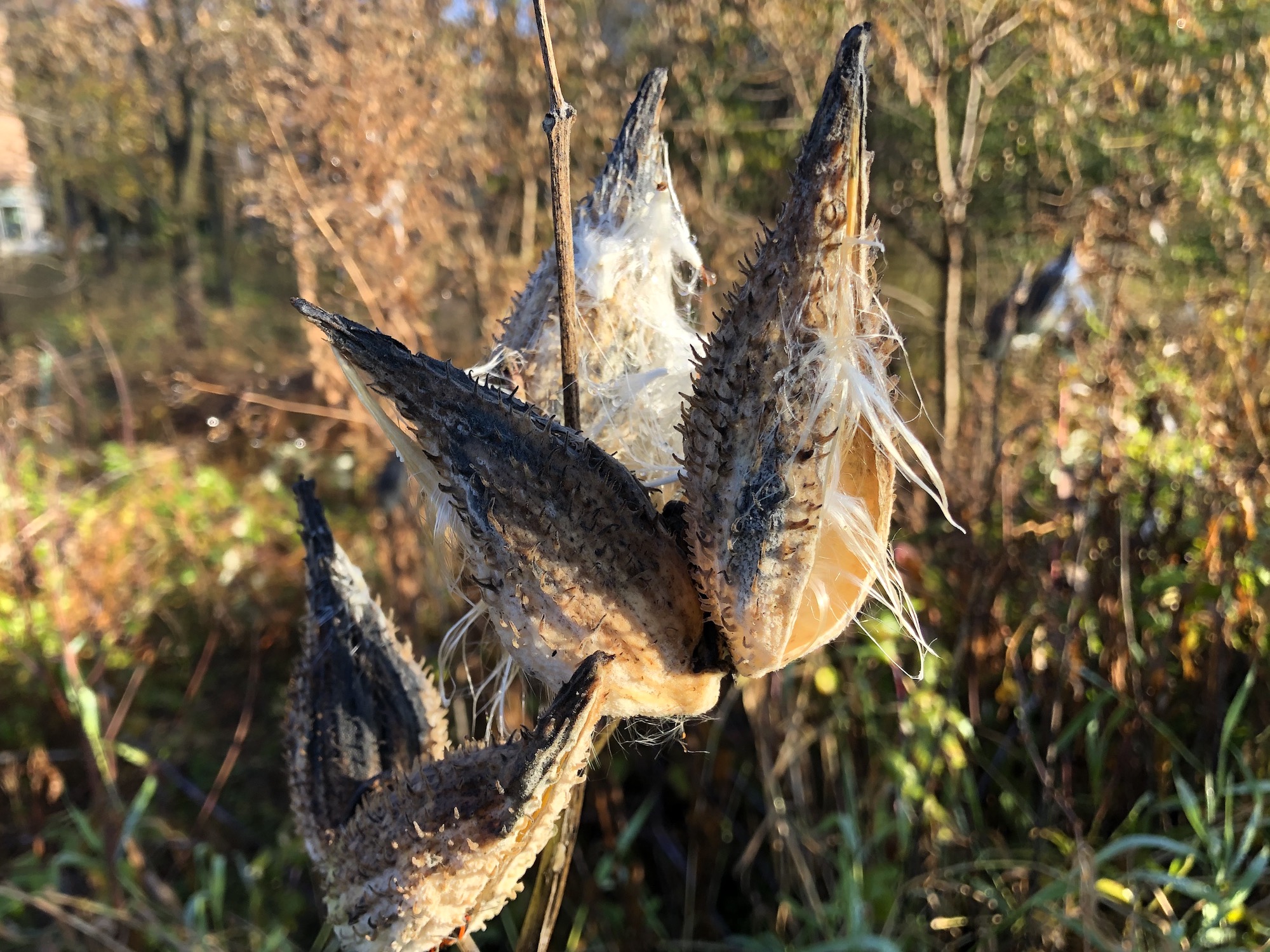 Common Milkweed on shore of Marion Dunn Pond on October 27, 2019.