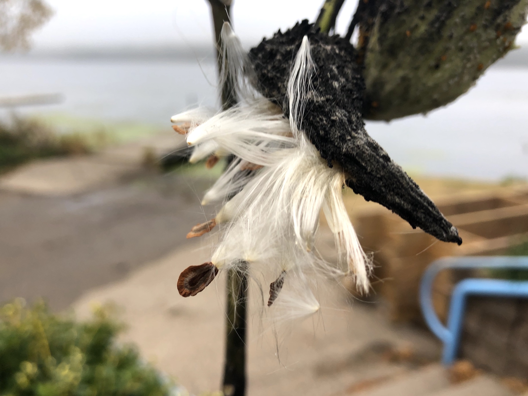 Common Milkweed by Wingra Boats on October 20, 2019.