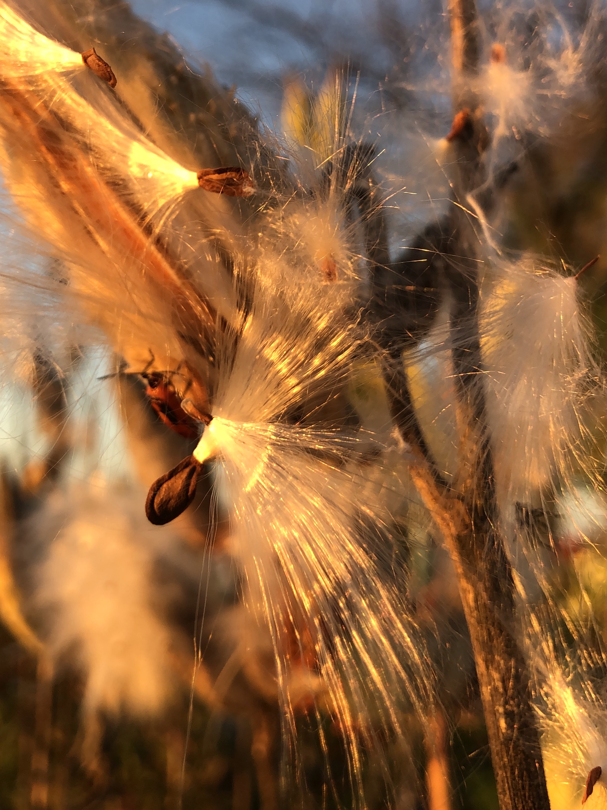 Common Milkweed by Wingra Boats on October 19, 2021.