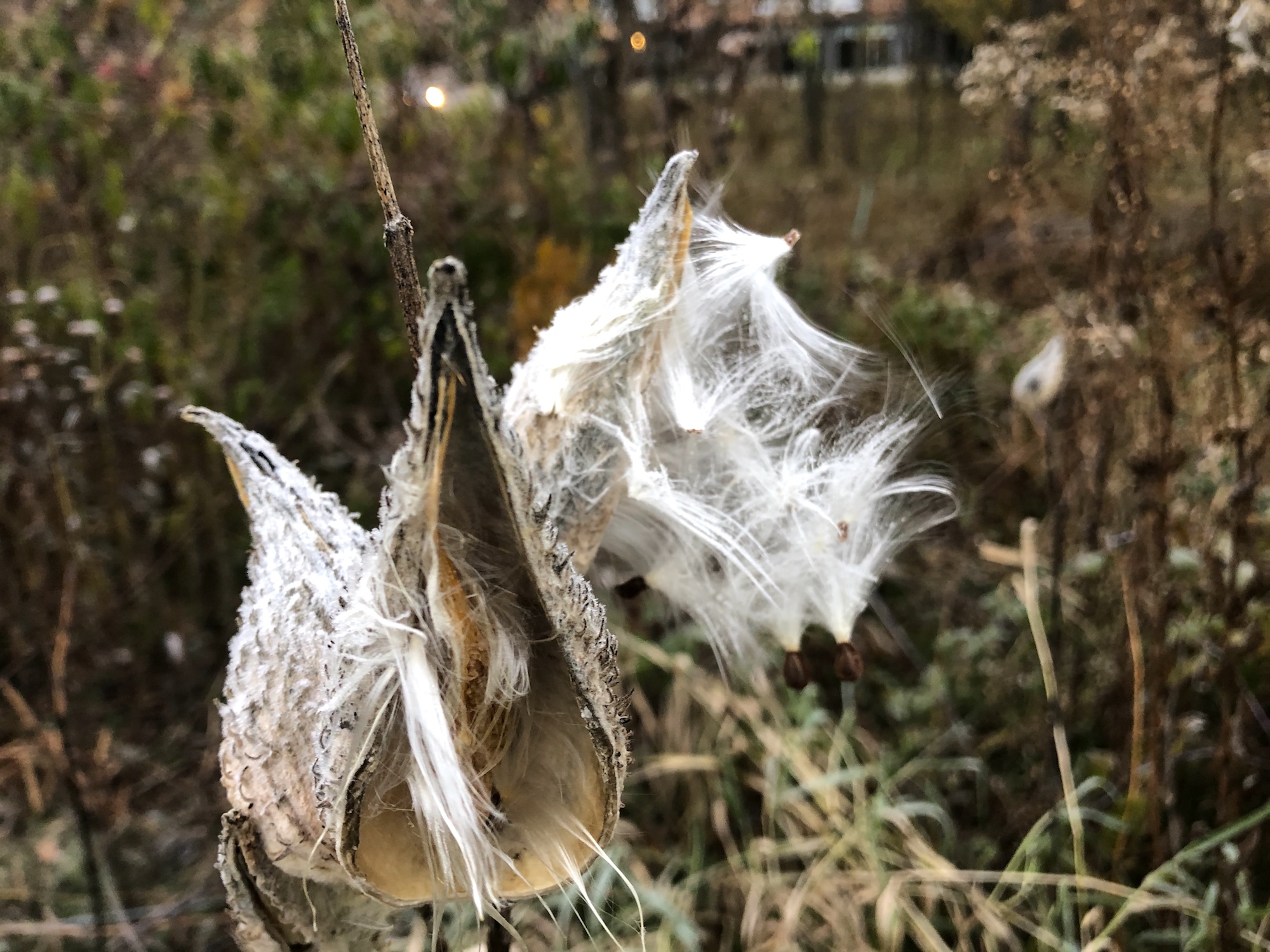 Common Milkweed on shore of Marion Dunn Pond on October 26, 2019.