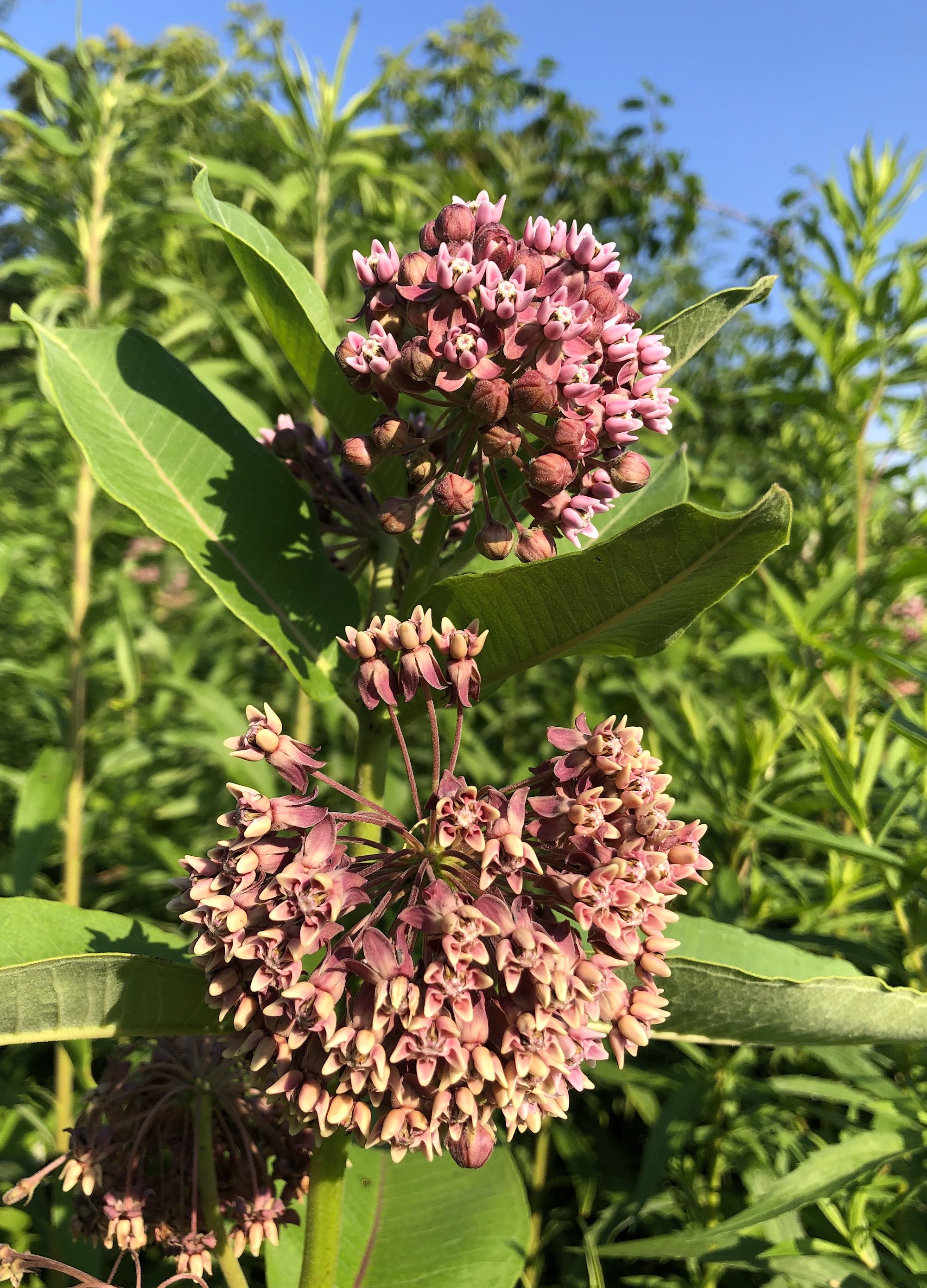 Common Milkweed on shore of Marion Dunn Pond on July 7, 2019.