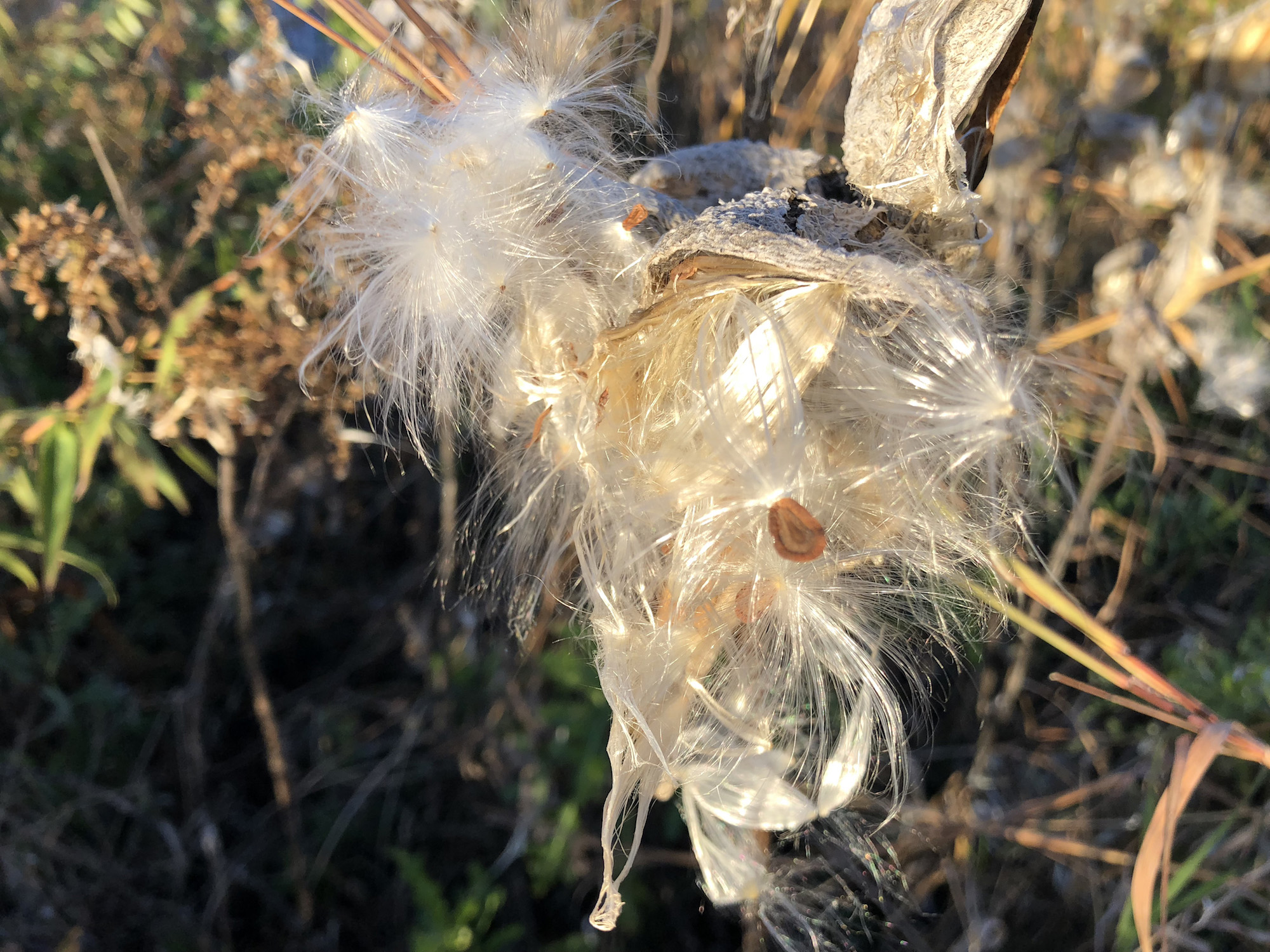 Common Milkweed by Marion Dunn Pond on October 20, 2018.