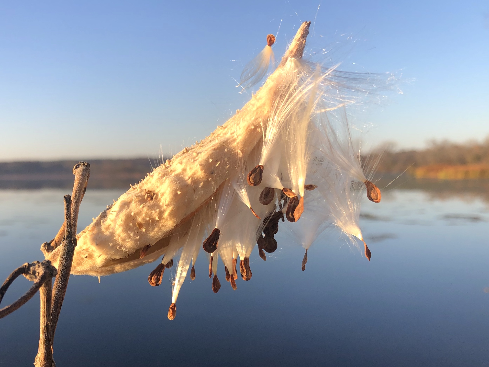 Common Milkweed seed pod on shore of Lake Wingra on November 2, 2022.