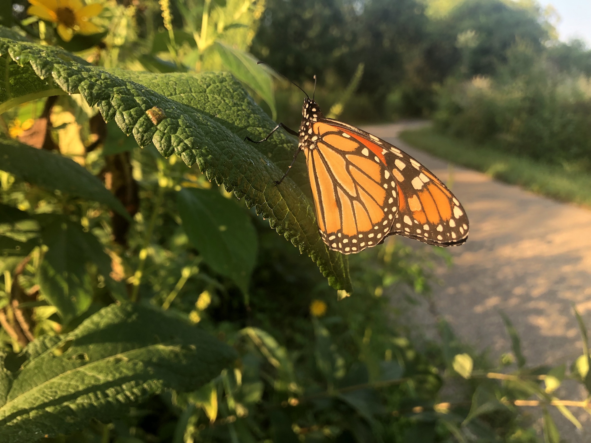 Monarch on a Joe Pye Weed leaf in the Oak Savanna on August 18, 2021.