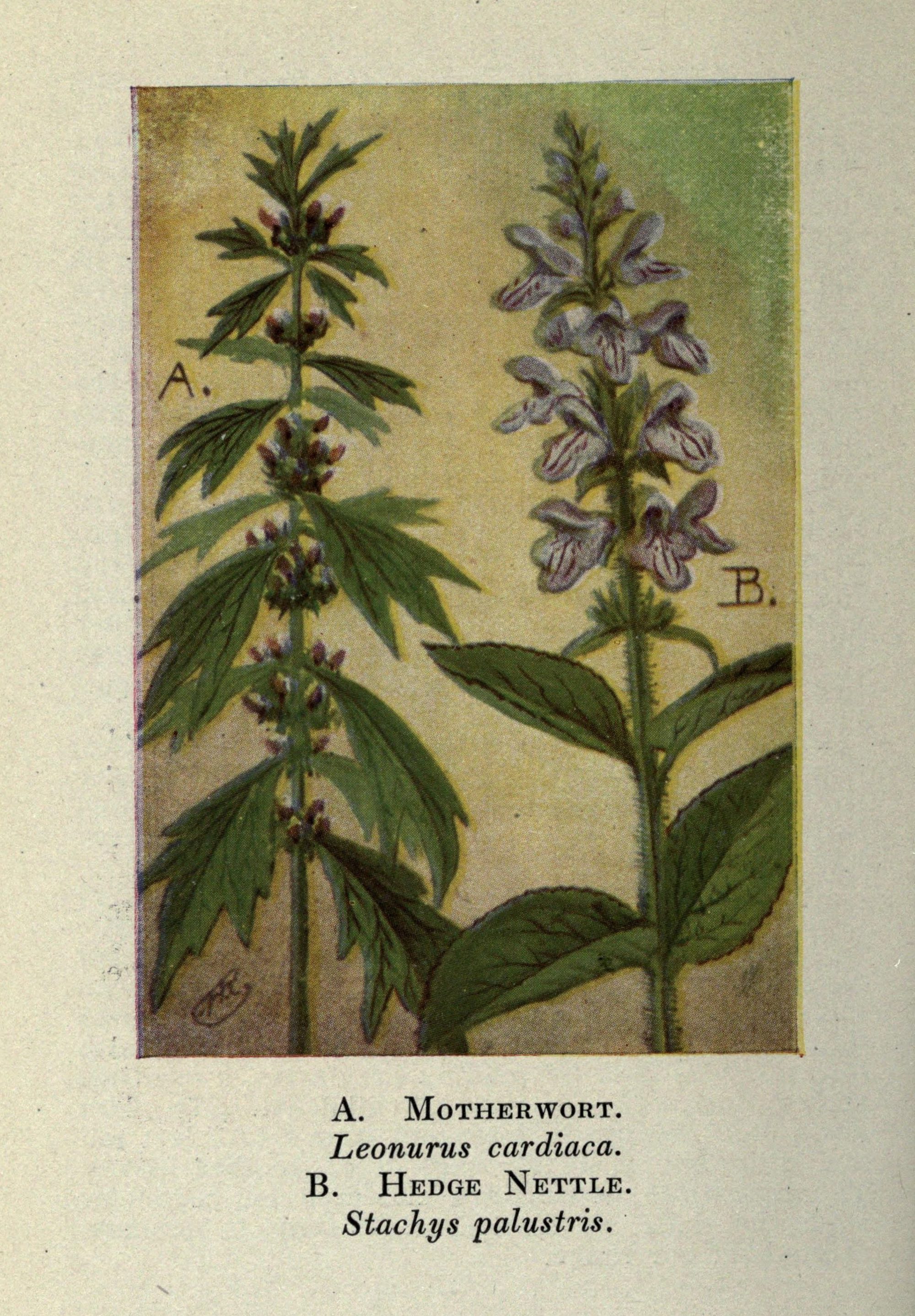 Motherwort botanical illustration circa 1910.