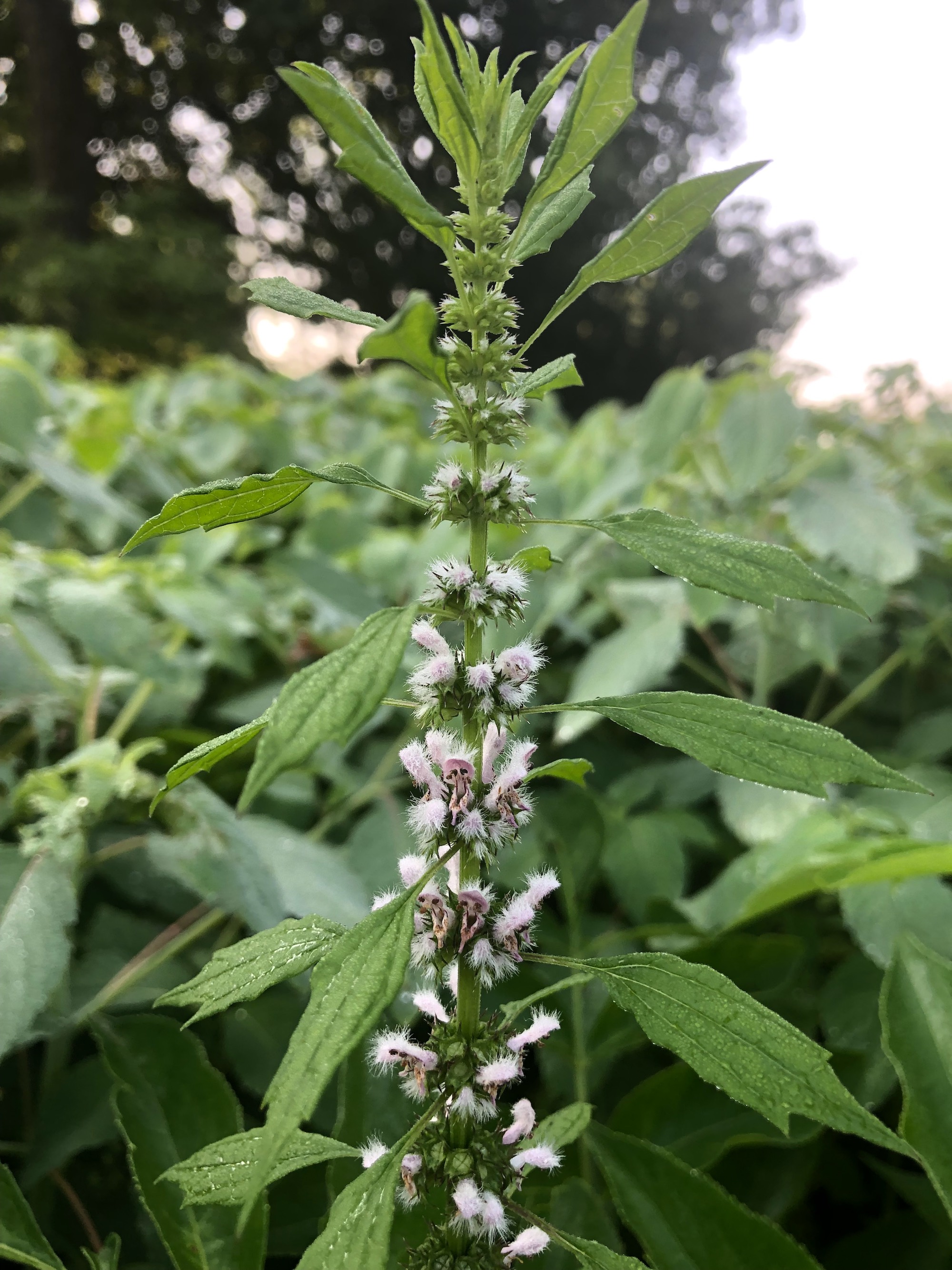 Motherwort in Oak Savanna in Madison, Wisconsin in Madison, Wisconsin on July 27, 2019.