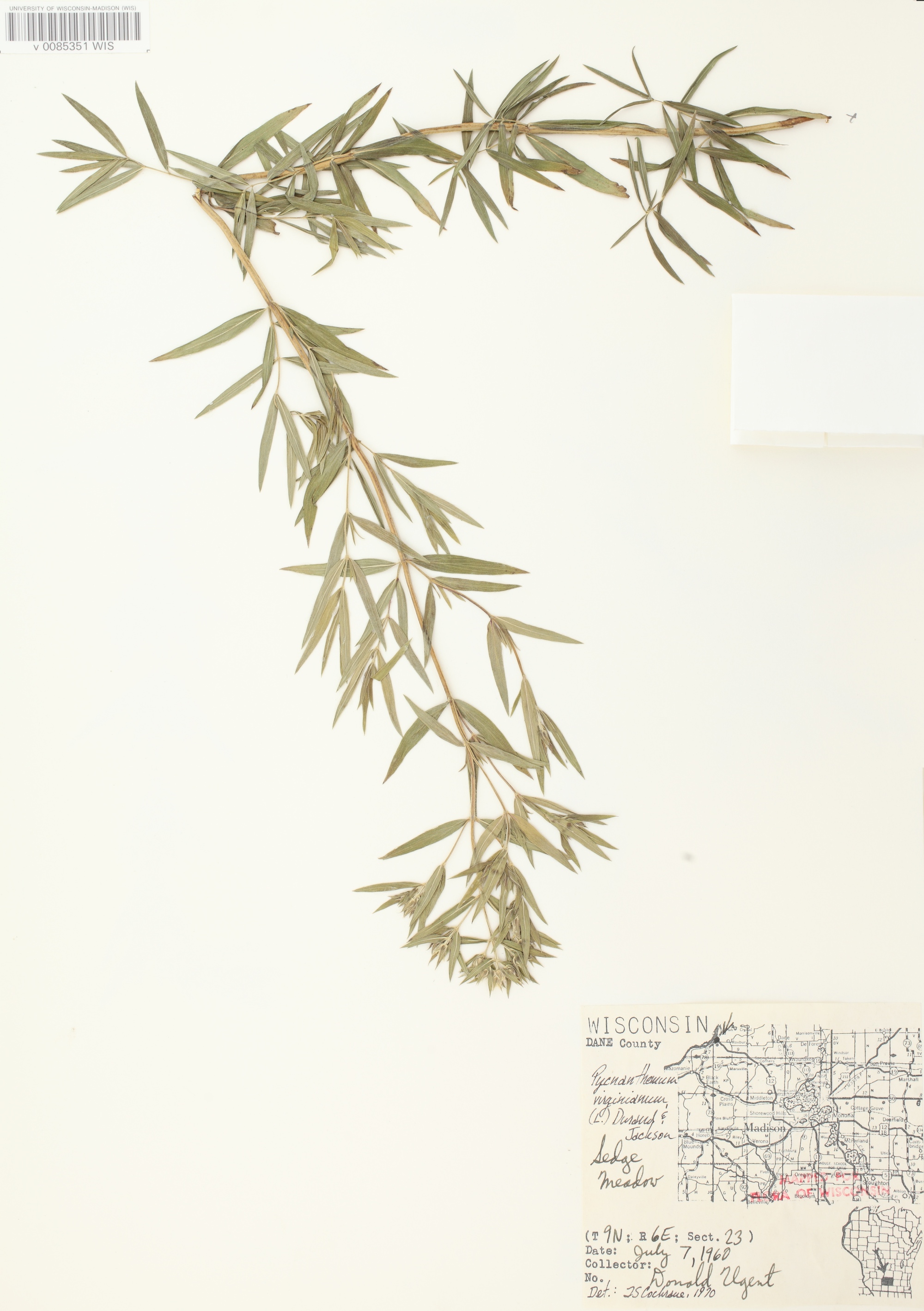 Common Mountain Mint specimen collected in Dane County, Wisconsin in a sedge meadow on July 7, 1960.