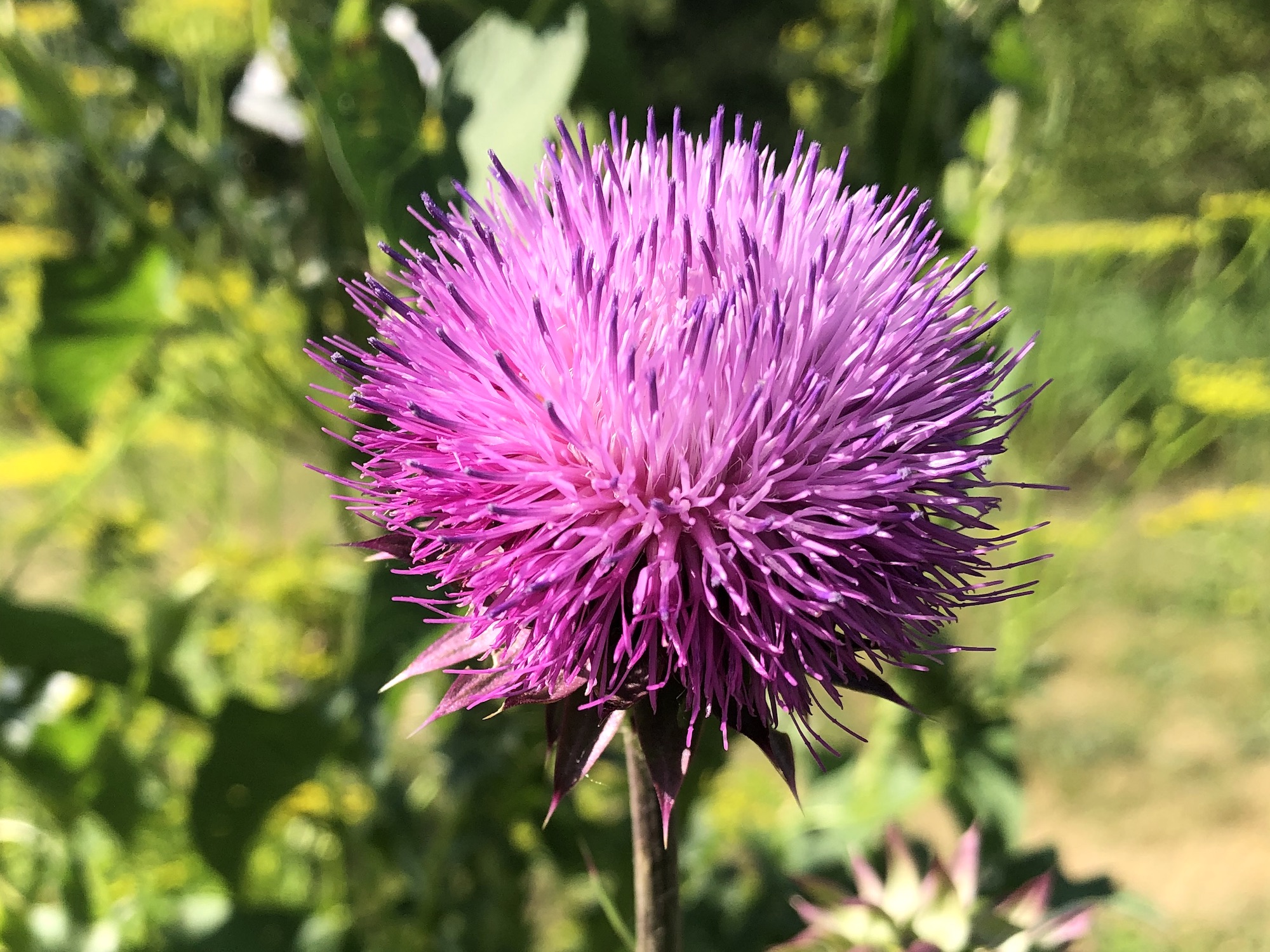 Musk Thistle at rest area 17 on highway 90 on July 2, 2022.