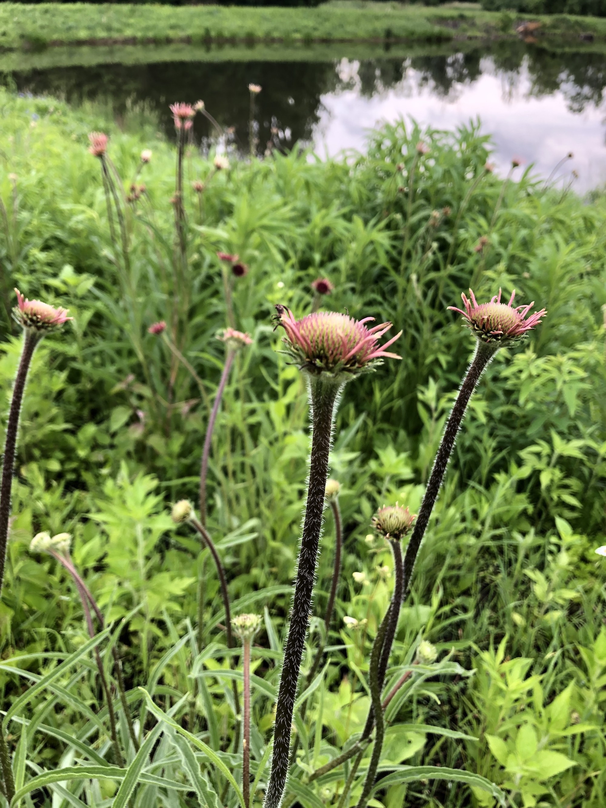 Pale purple coneflower on bank of Retaining Pond on corner of Nakoma Road and Manitou Way on June 12, 2019.