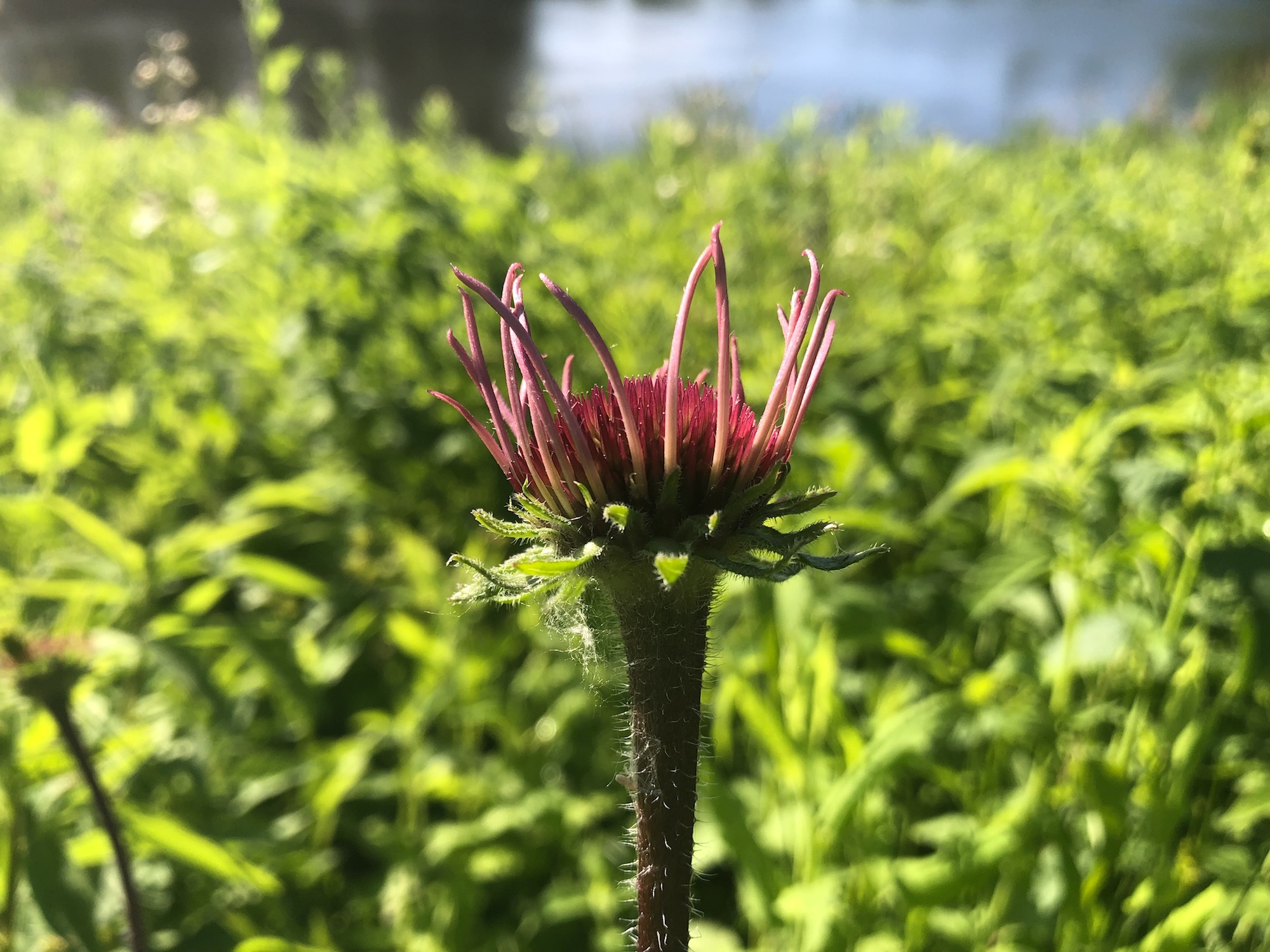 Pale purple coneflower on bank of Retaining Pond on corner of Nakoma Road and Manitou Way on June 13, 2019.