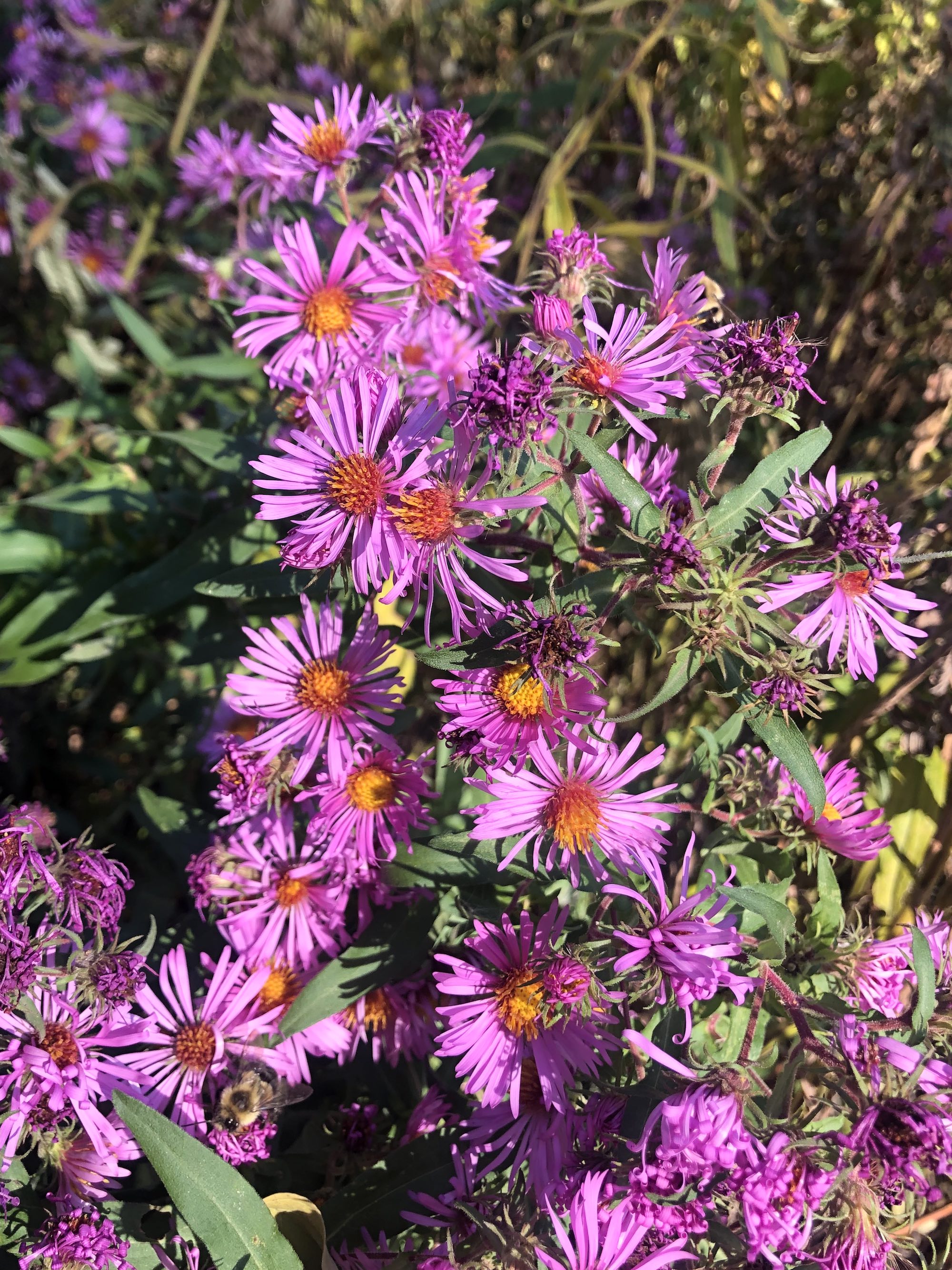 New England Aster on the bike path behind Gregory Street in Madison, Wisconsin on October 23, 2022.