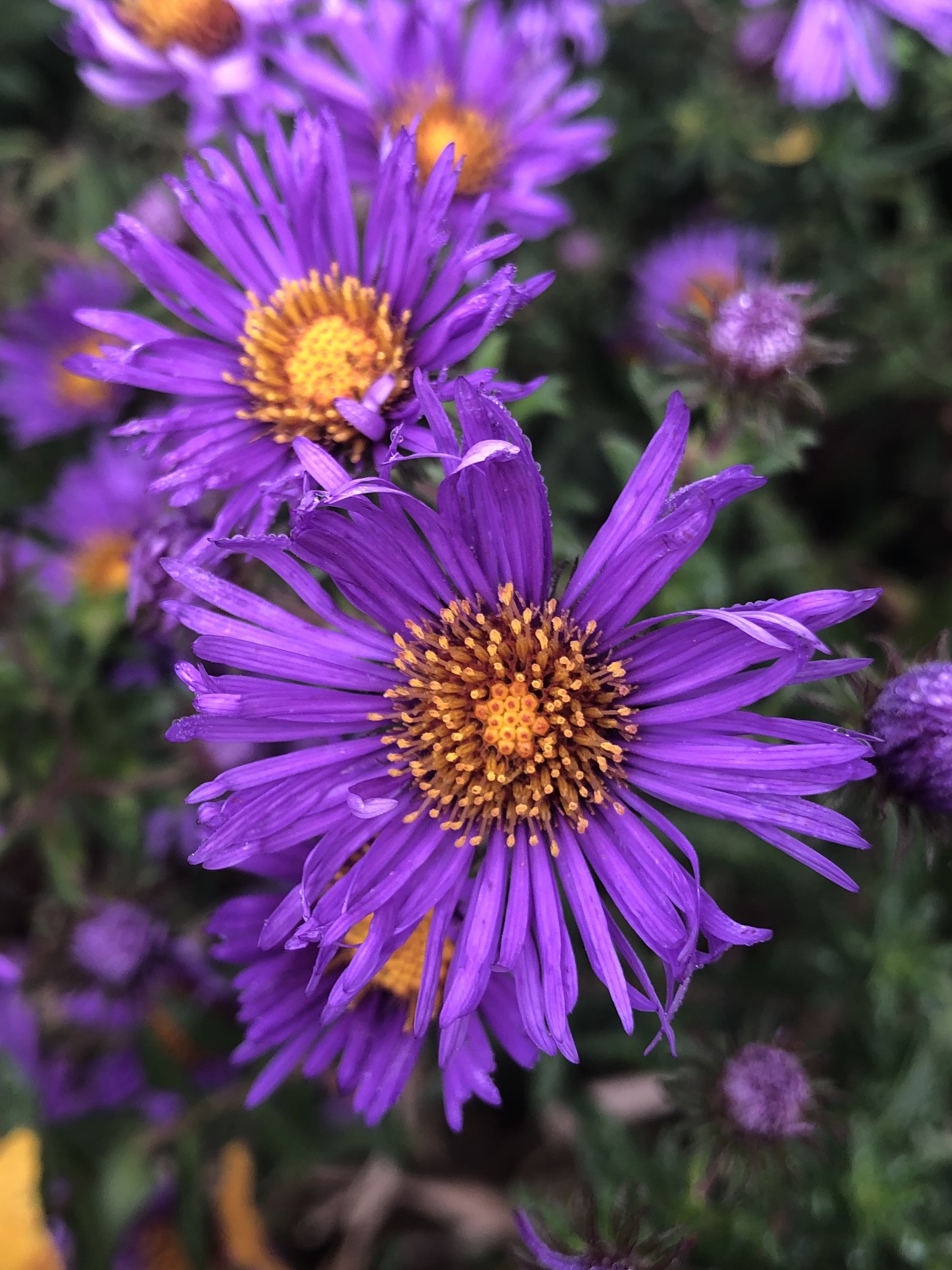 New England Aster on bank of retaining pond  in Madison, Wisconsin on September 17, 2019.