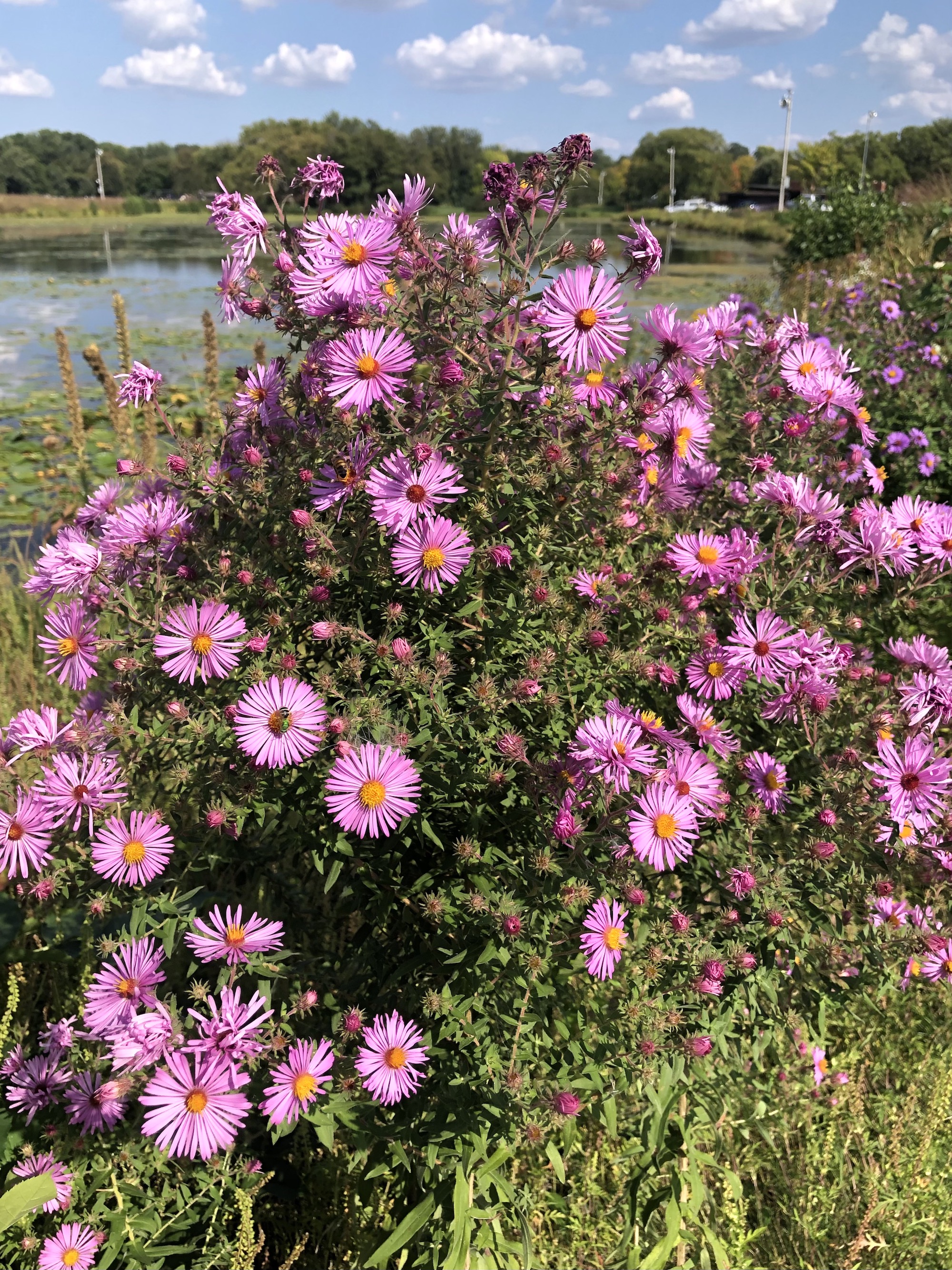 New England Aster on shore of Vilas Park Lagoon in Madison, Wisconsin on September 19, 2022.