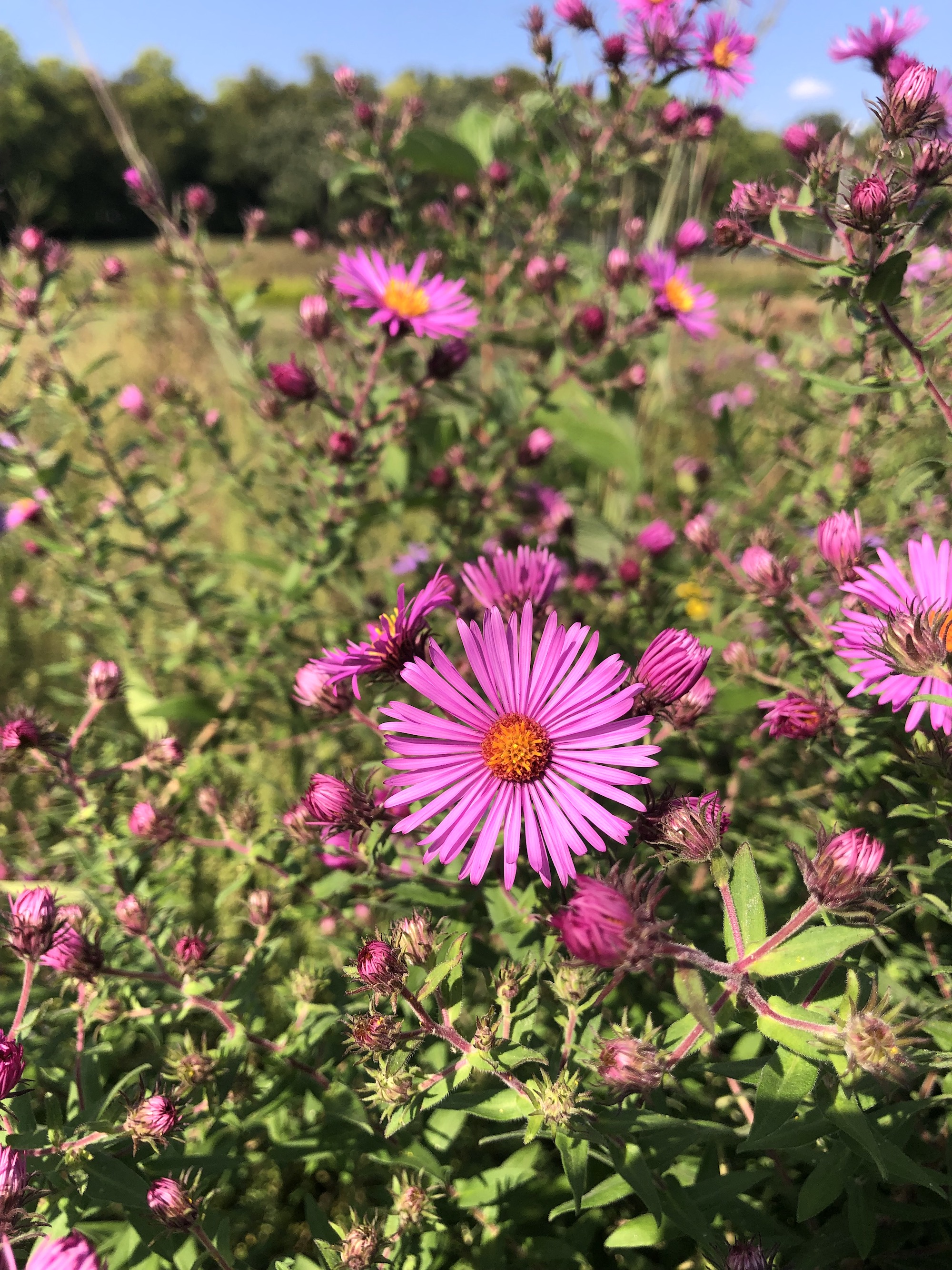 New England Aster on  shore of Vilas Park Lagoon in Madison, Wisconsin on September 19, 2021.