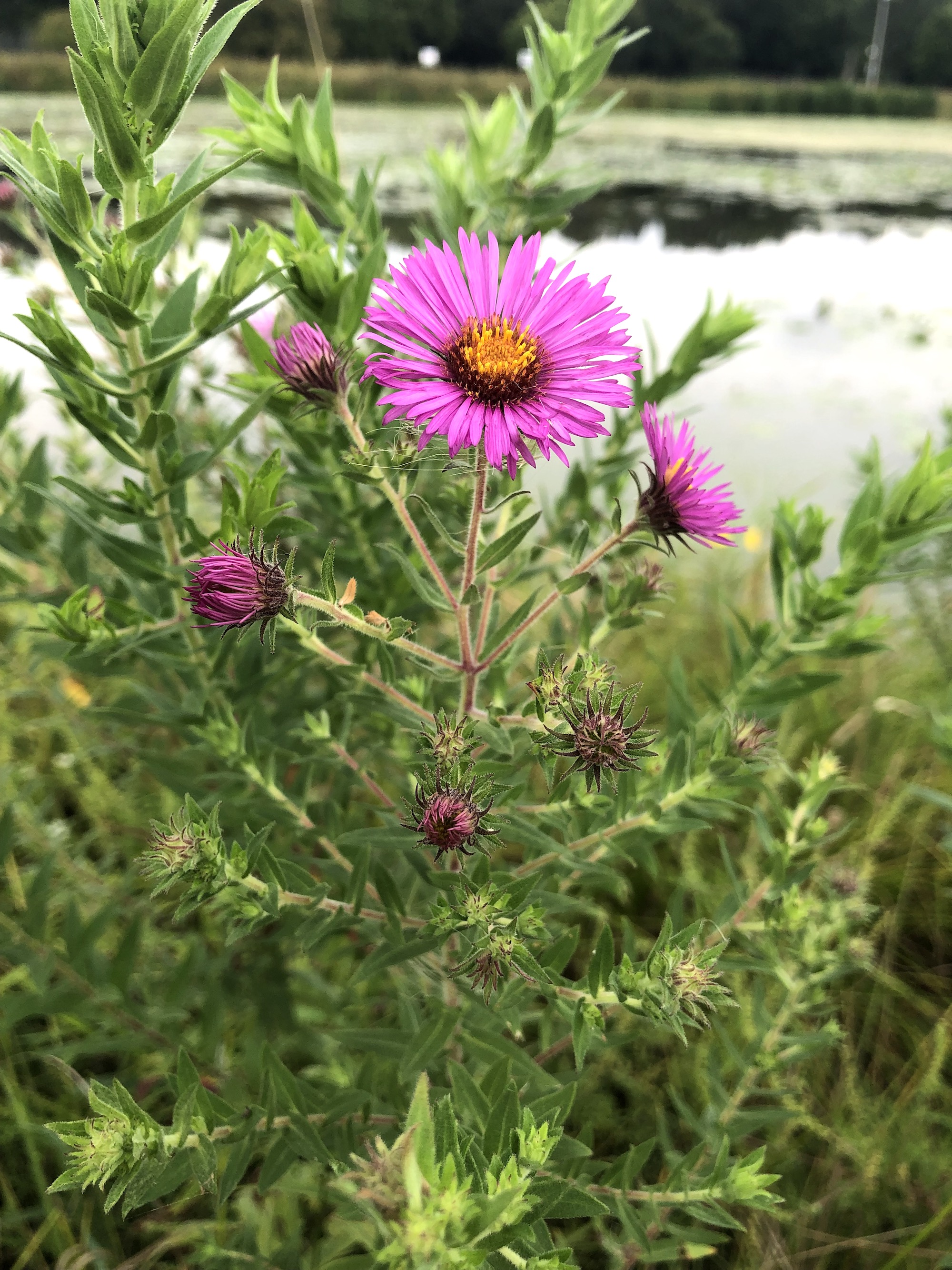 New England Aster on shore of Vilas Park Lagoon in Madison, Wisconsin on September 4, 2021.