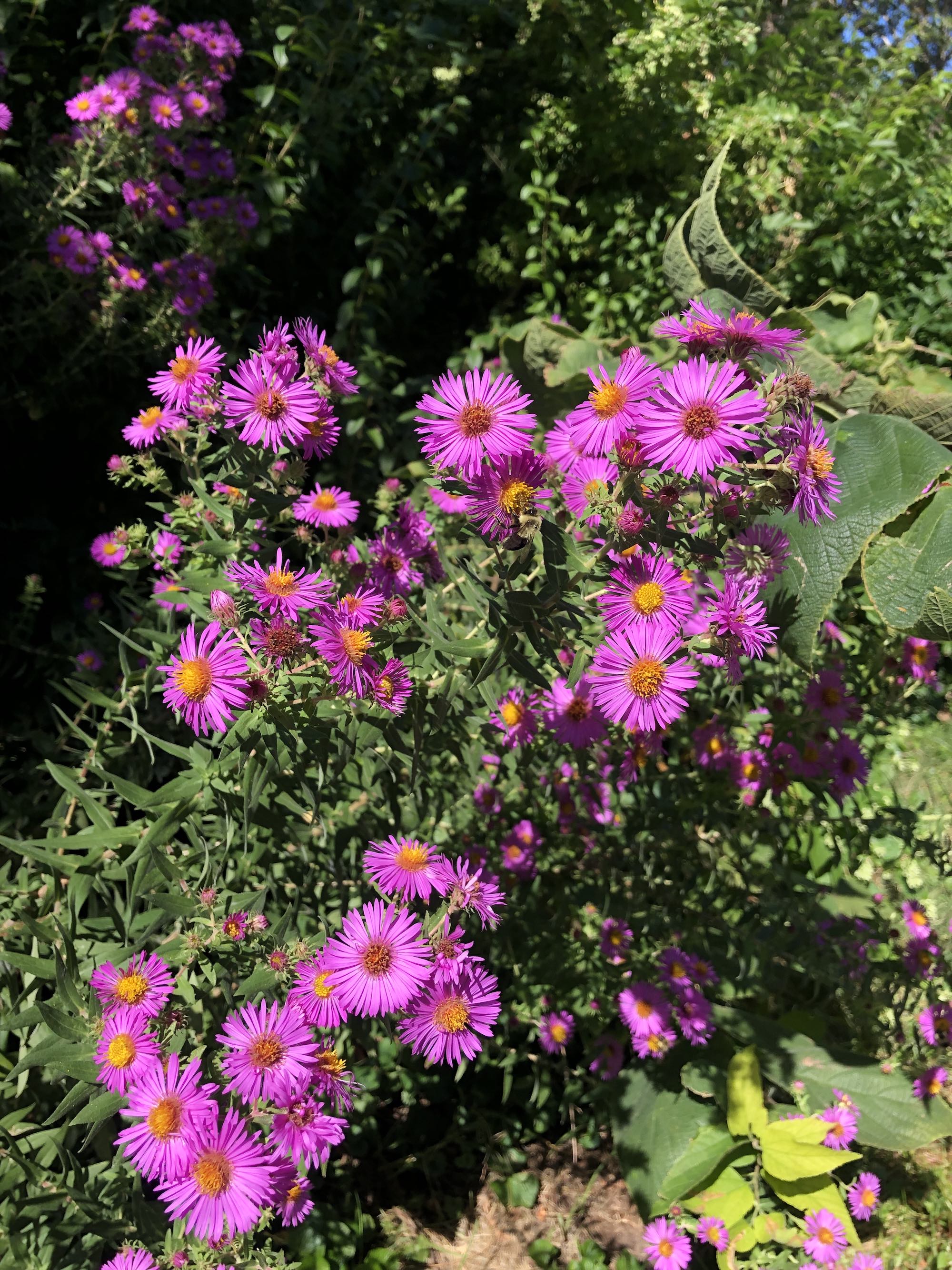 New England Aster on shore of Vilas Park Lagoon in Madison, Wisconsin on September 22, 2022.