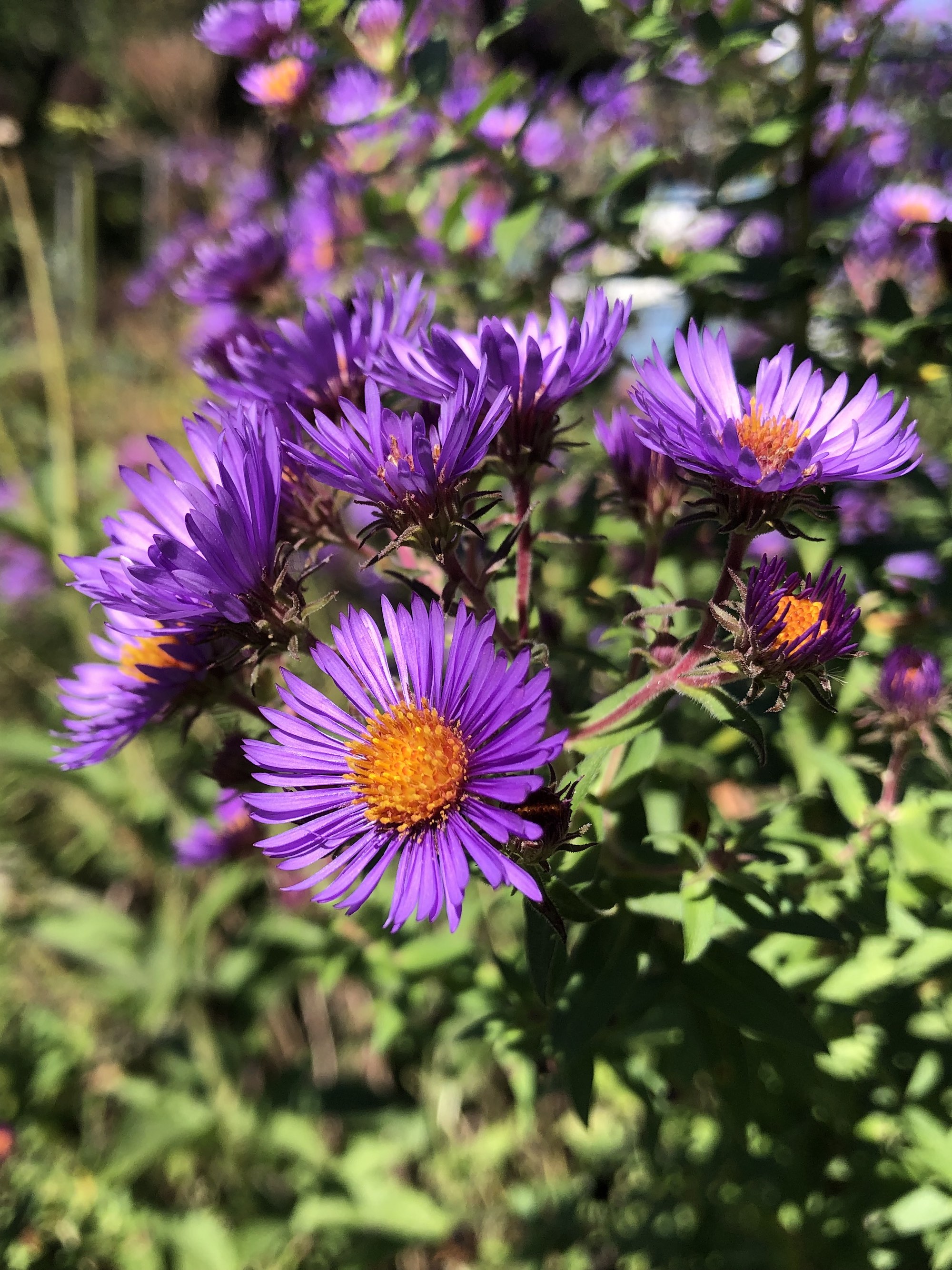 New England Aster on shore of Marion Dunn Pond in Madison, Wisconsin on September 18, 2022.
