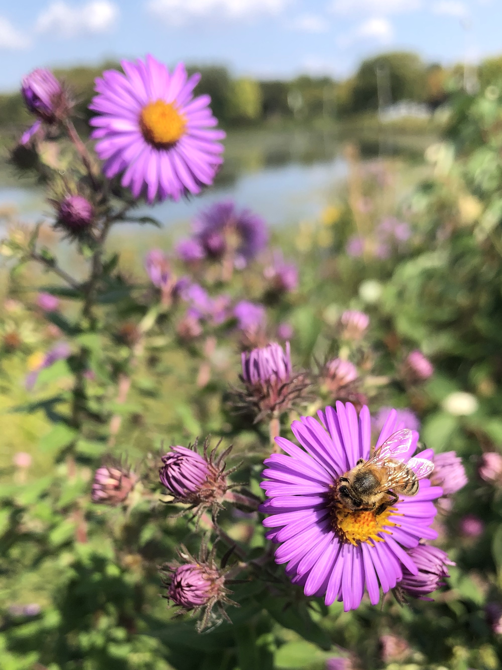 New England Aster on shore of Vilas Park Lagoon in Madison, Wisconsin on September 19, 2021.