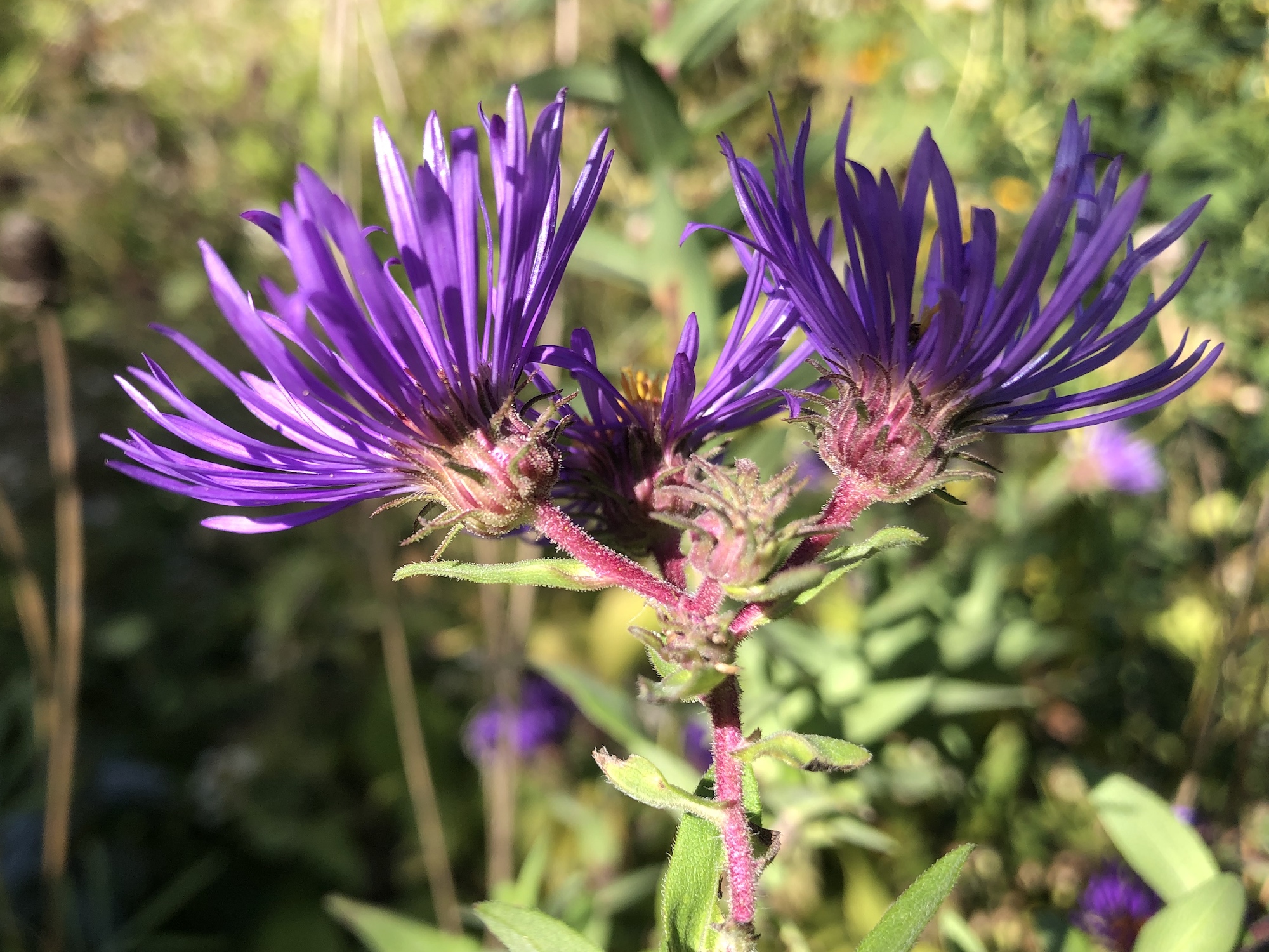 New England Aster bracts in Madison, Wisconsin on September 22, 2022.