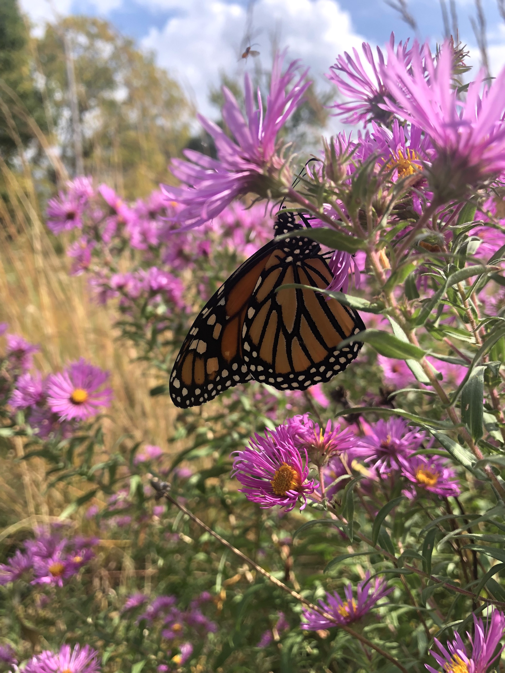 New England Aster along bike path at Odana Road intersection in Madison, Wisconsin on October 2, 2022.