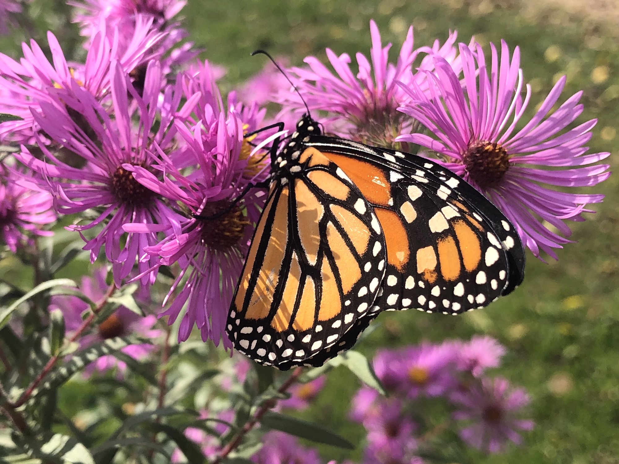 Monarch butterfly on New England Aster on Bike path at Odana Road intersection in Madison, Wisconsin on October 2, 2021.