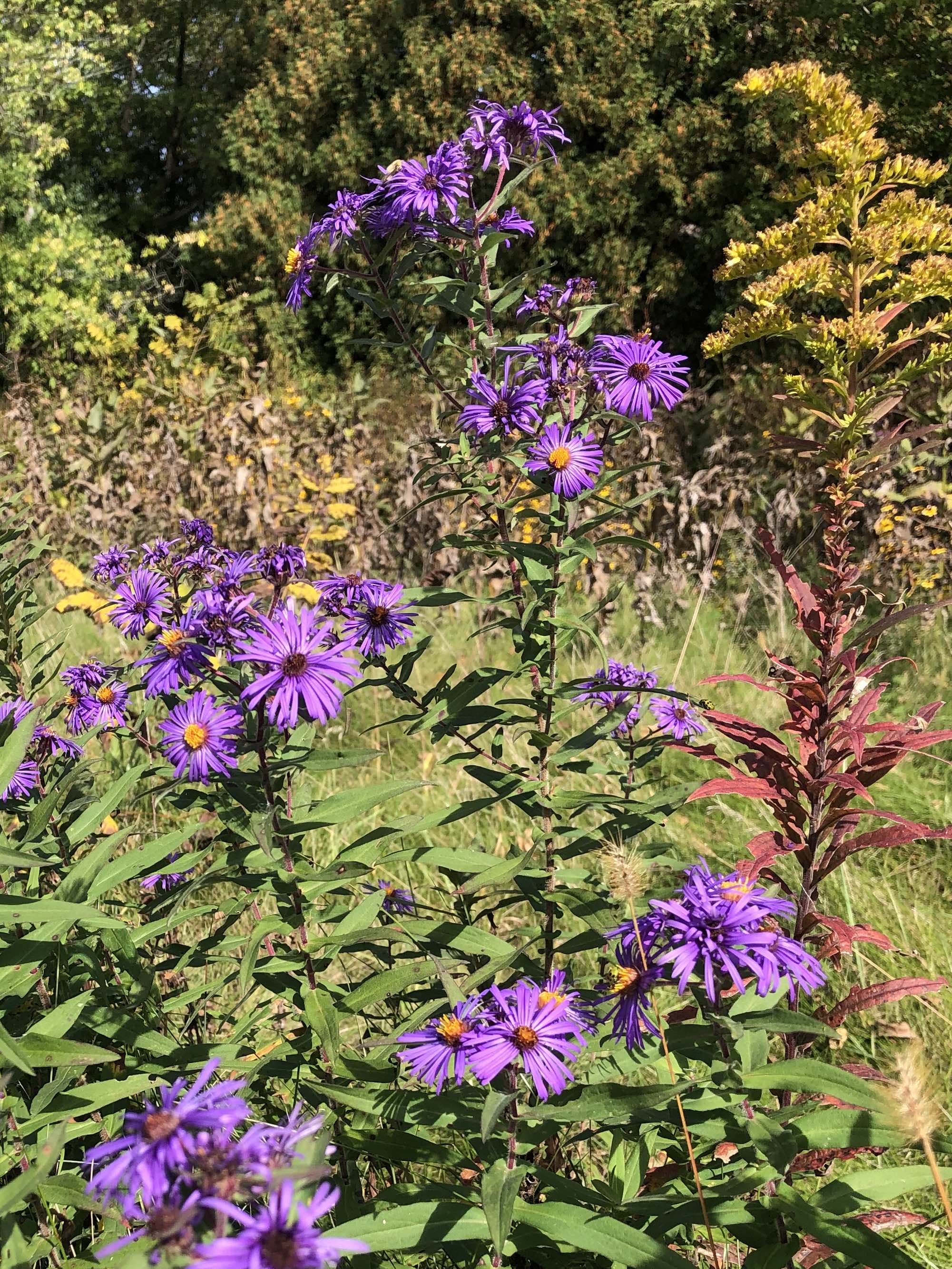 New England Aster along bike path between Midvales Blvd and Beltline in Madison, Wisconsin on October, 2022.