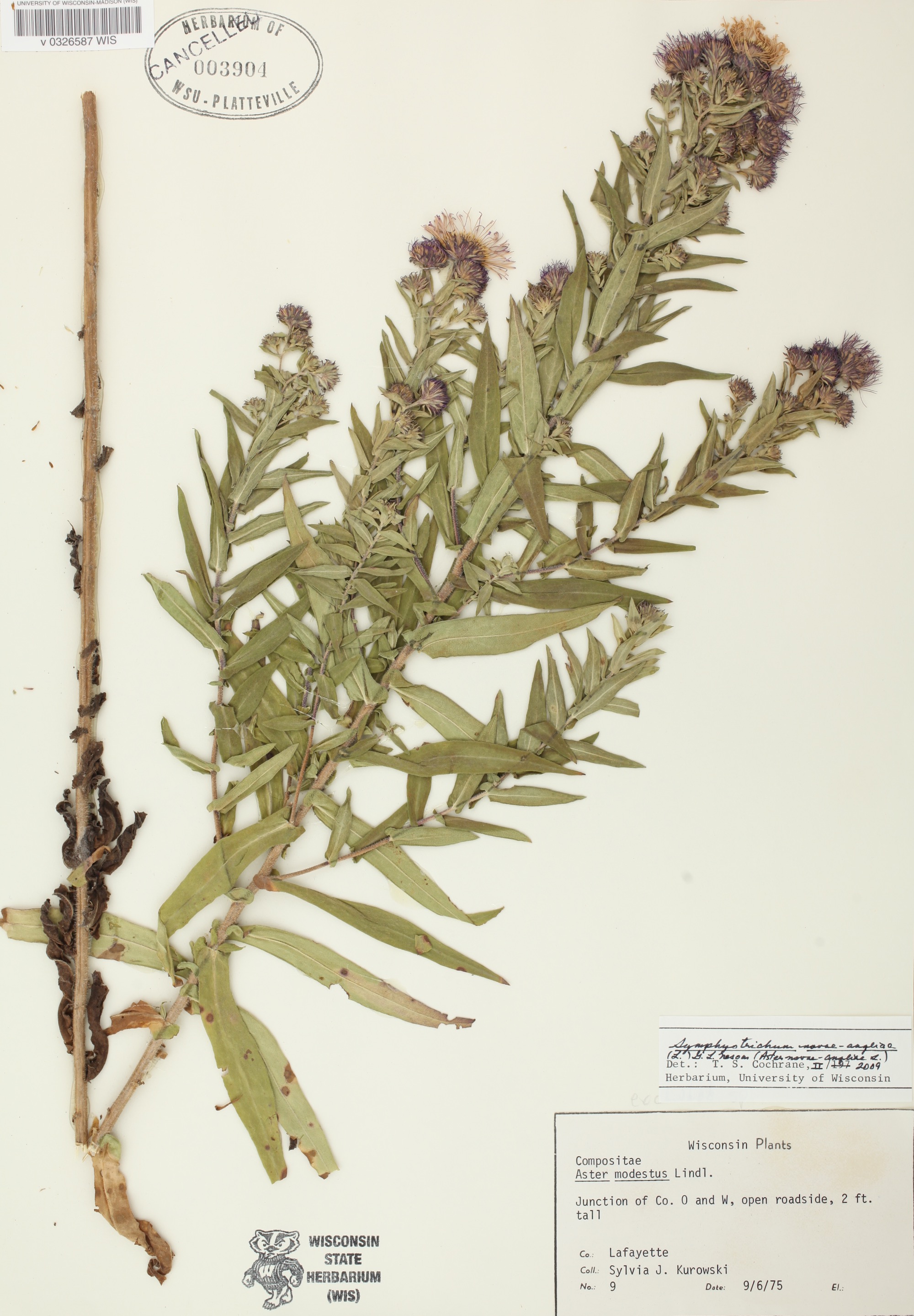 New England Aster specimen collected in Lafayette County on September 6, 1975.