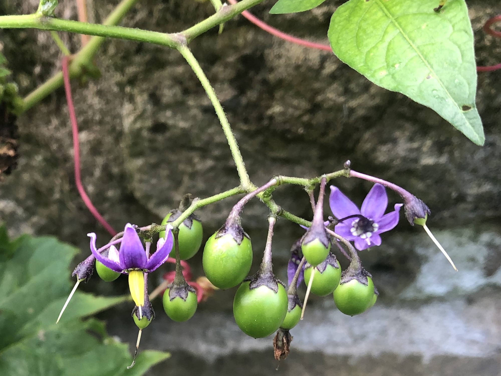 Bittersweet Nightshade berries forming on plantoverhanging CCC stone wall in Madison, Wisconsin on August 15, 2022.