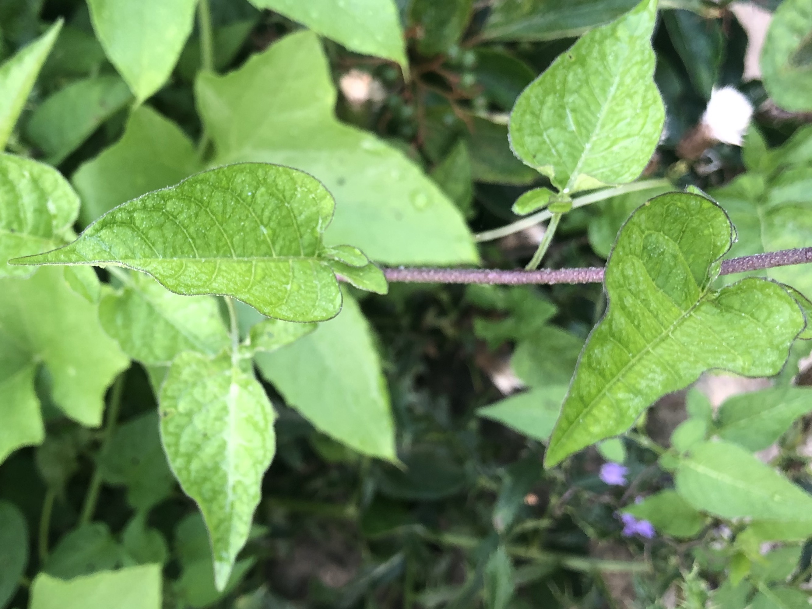 Bittersweet Nightshade leaves and vine stem near Duck Pondin Madison, Wisconsin on July 31, 2021.