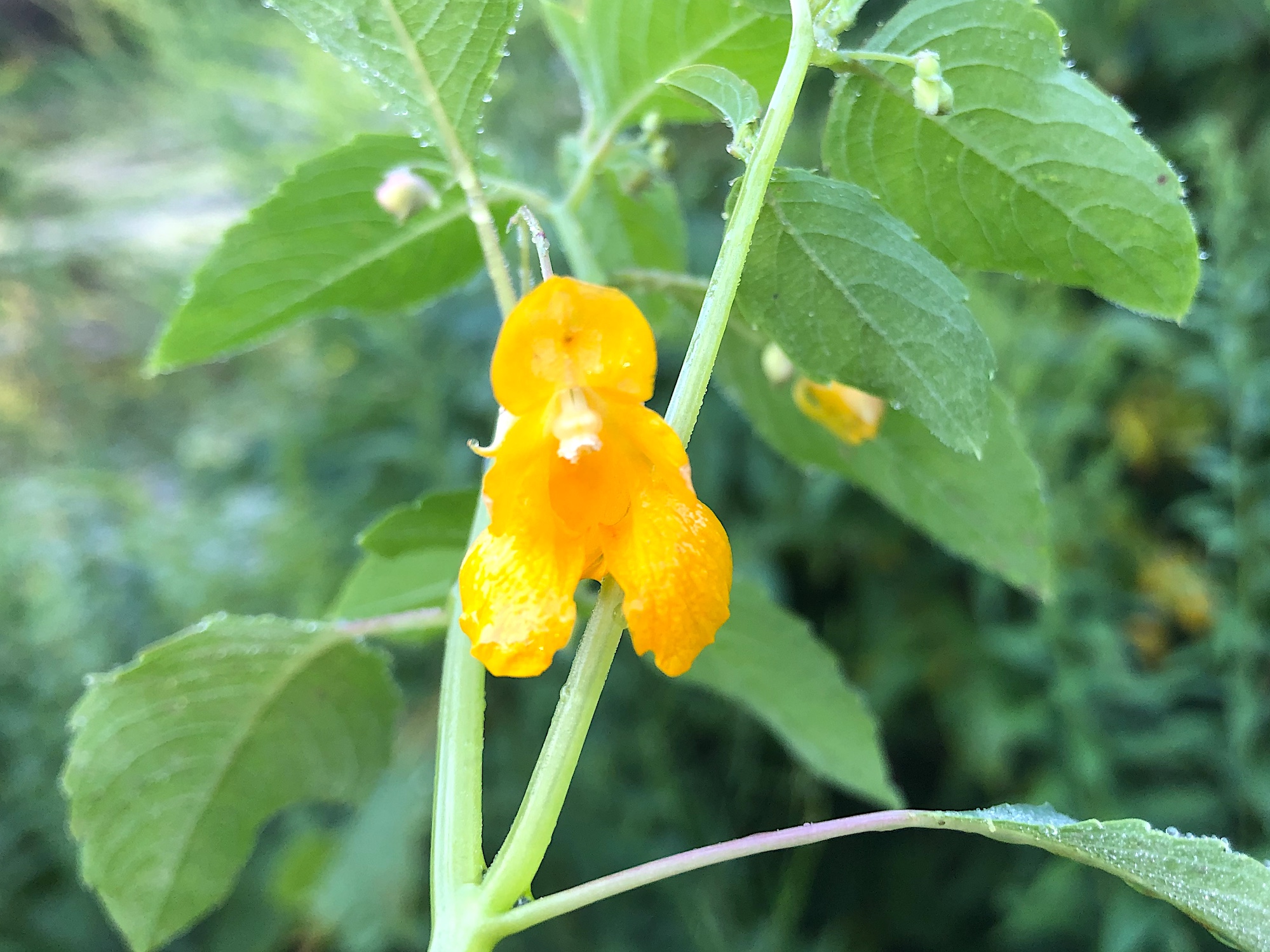 Spotted Jewelweed on shore of Duck Pond on August 3, 2019.