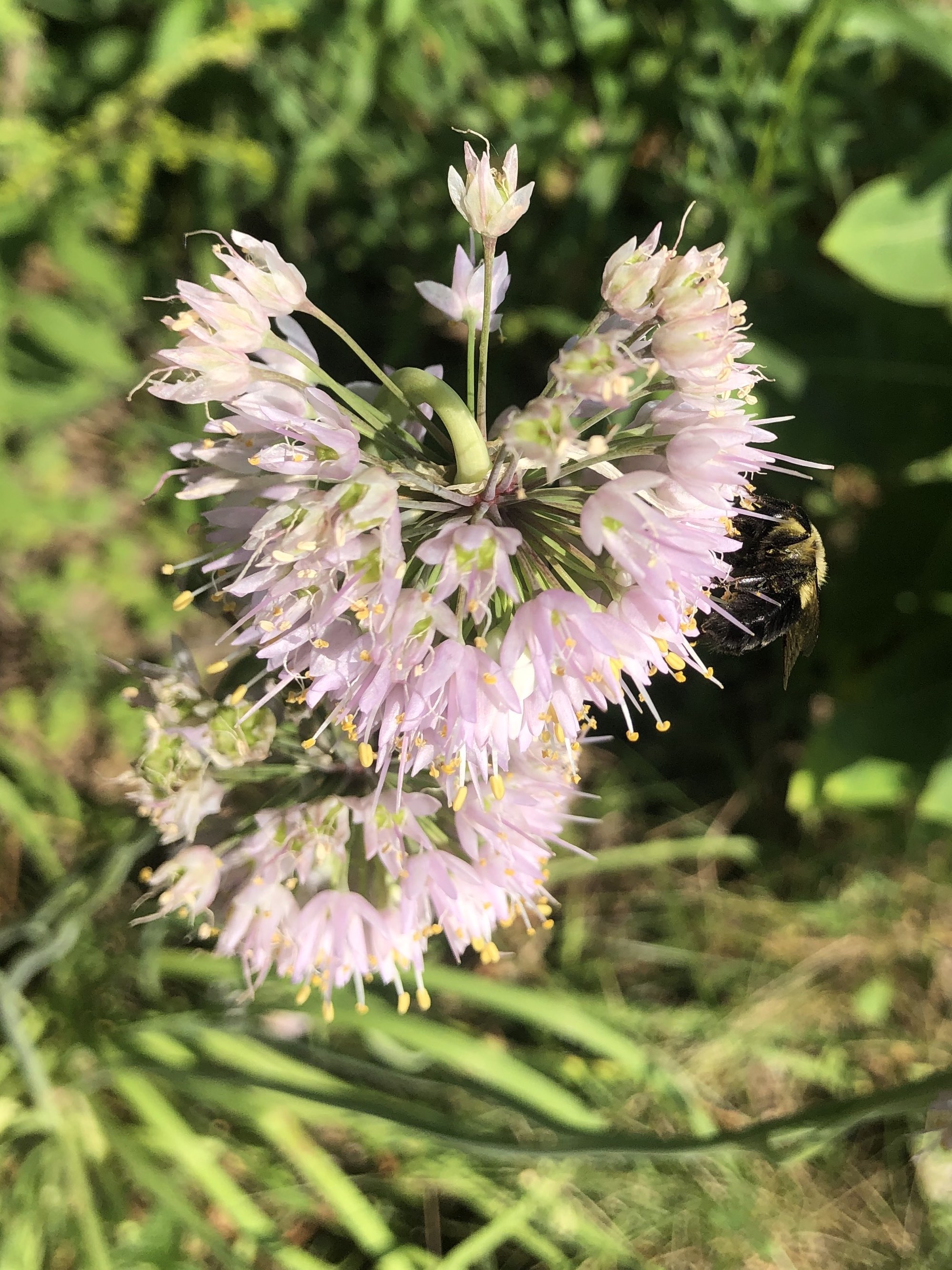 Nodding Wild Onion in UW Arboretum's Native Garden in Madison, Wisconsin on August 2, 2021.