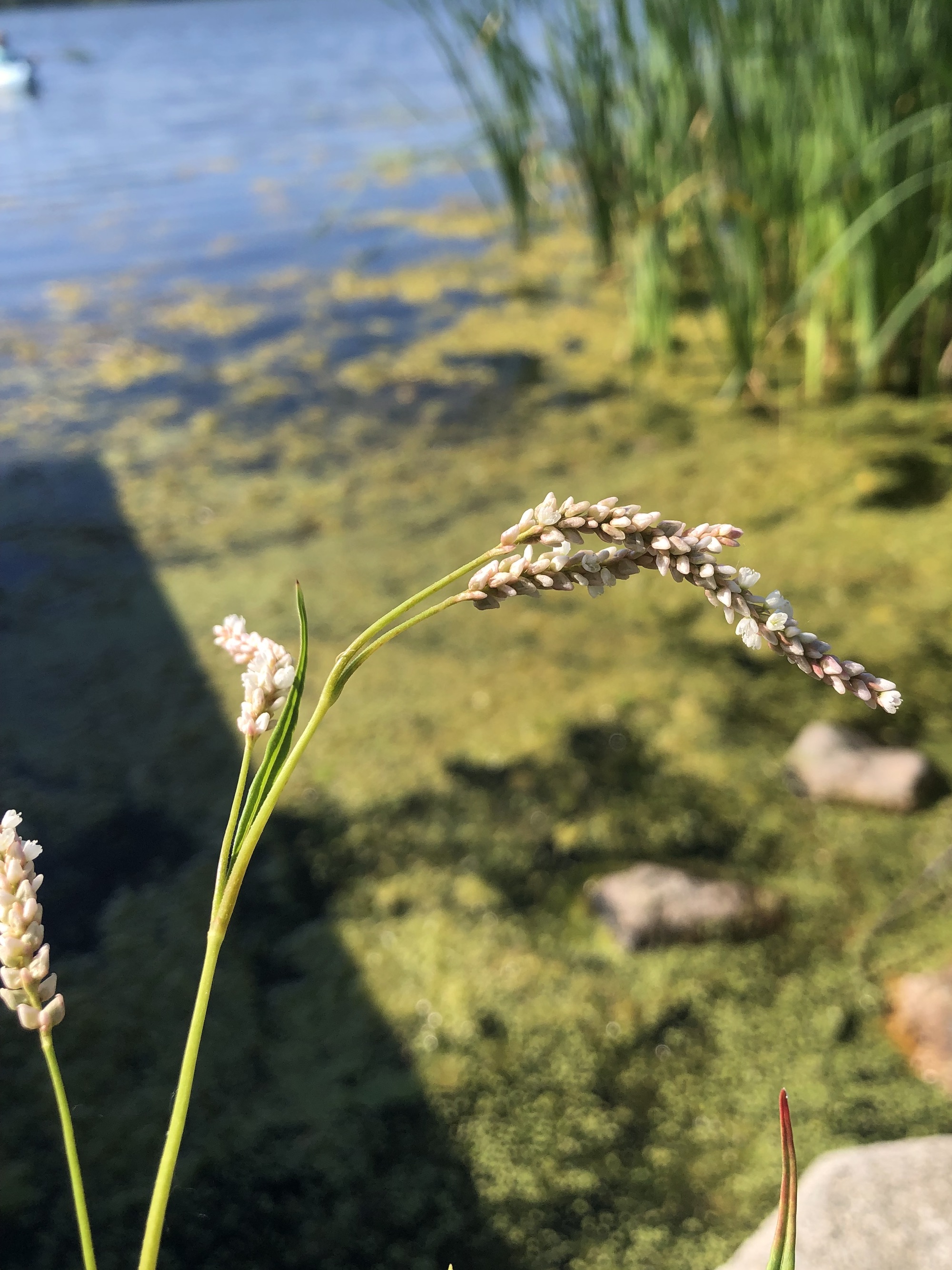 Nodding Smartweed on the shore of Lake Wingra in Wingra Park in Madison, Wisconsin on July 31, 2022.