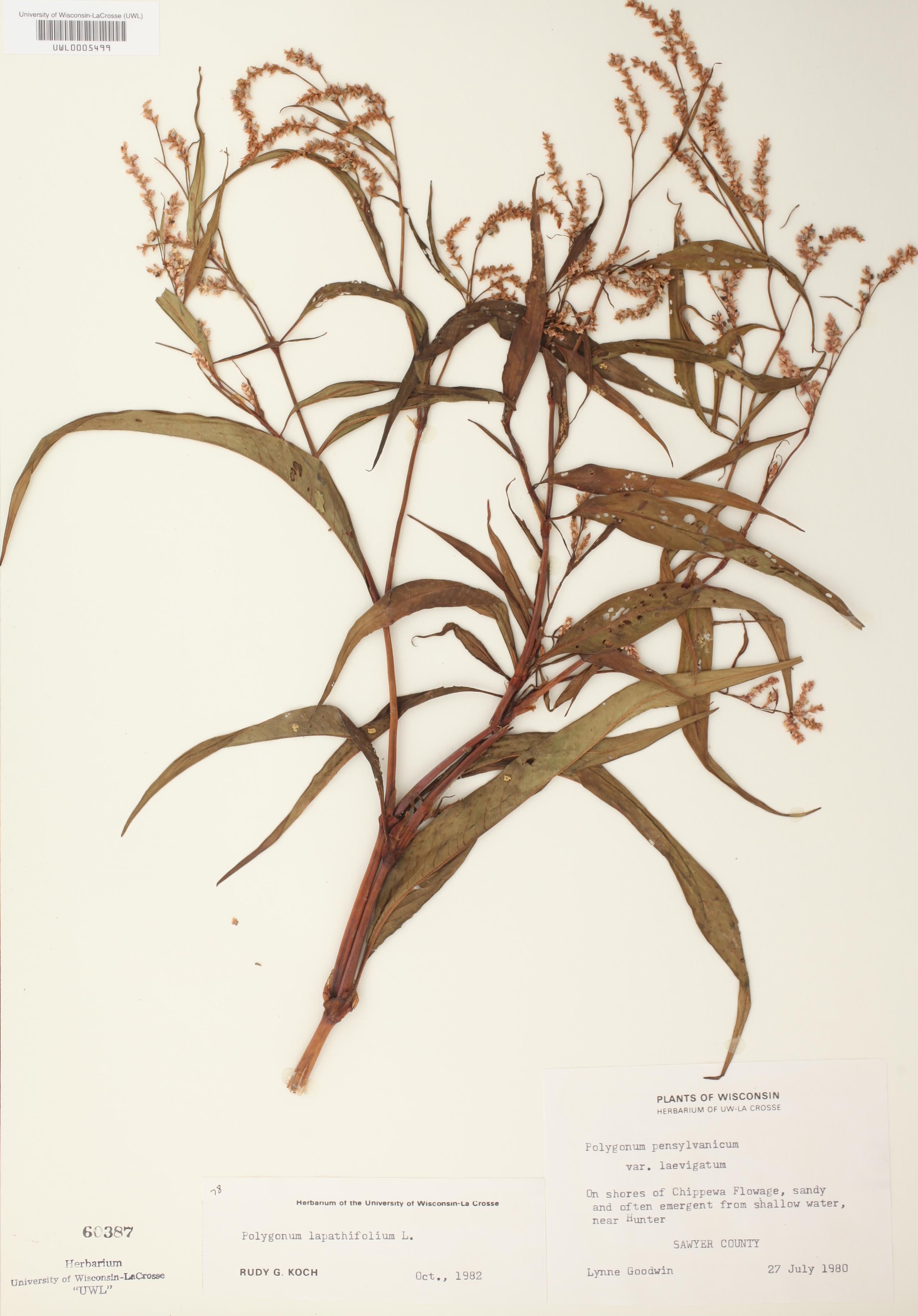 Nodding Smartweed specimen collected on shore of Chippewa Flowage near Hunter in Sawyer County on July 27, 1980.