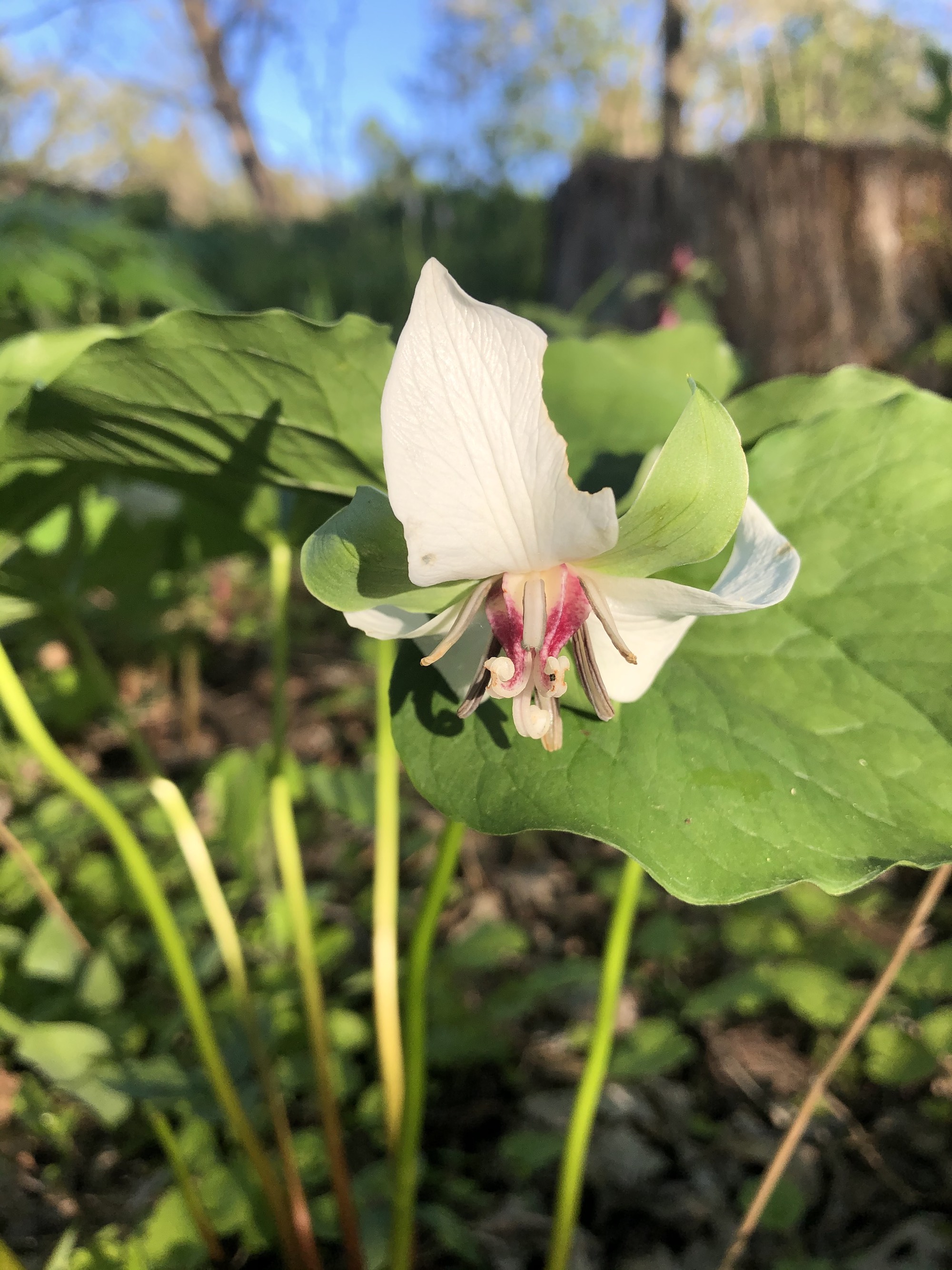 Drooping Trillium near Council Ring Spring in Madison, Wisconsin on May 11, 2021.