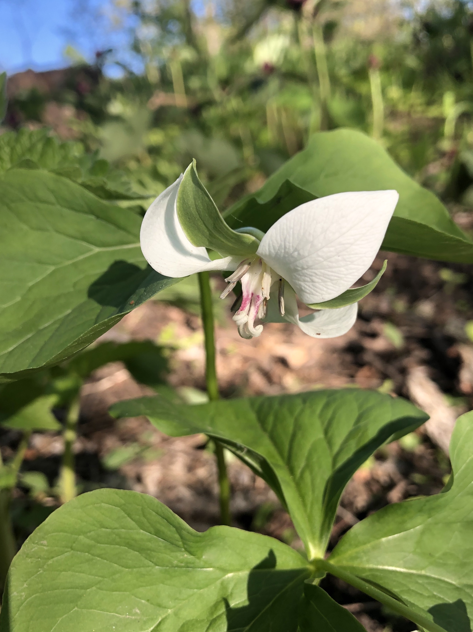 Drooping Trillium near Council Ring Spring in Madison, Wisconsin on May 11, 2021.
